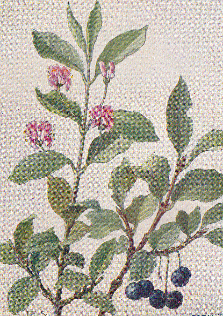 Schwarze Heckenkirsche