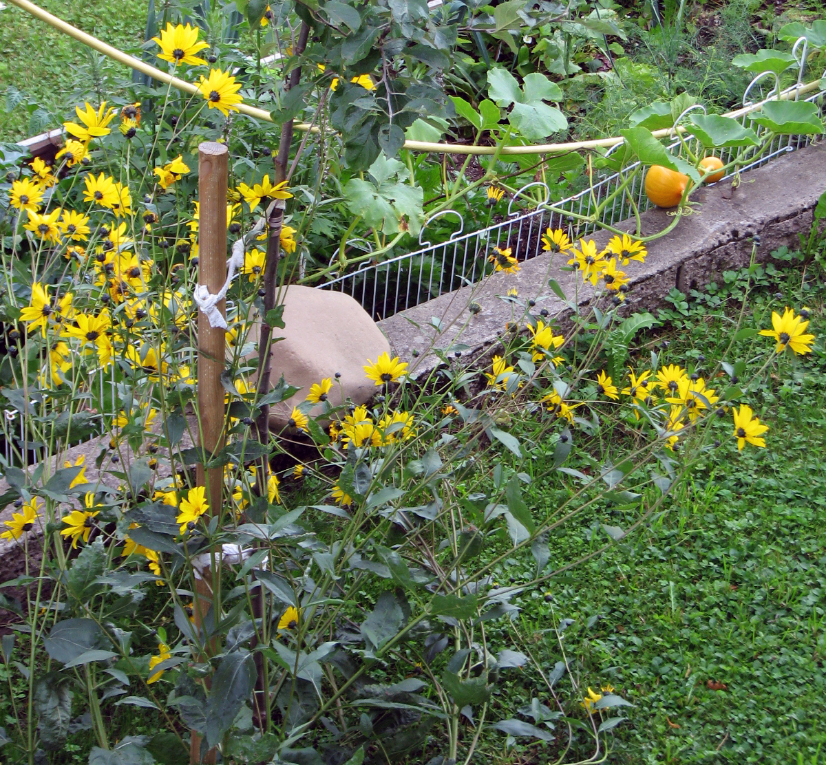 Armblütige Sonnenblume
