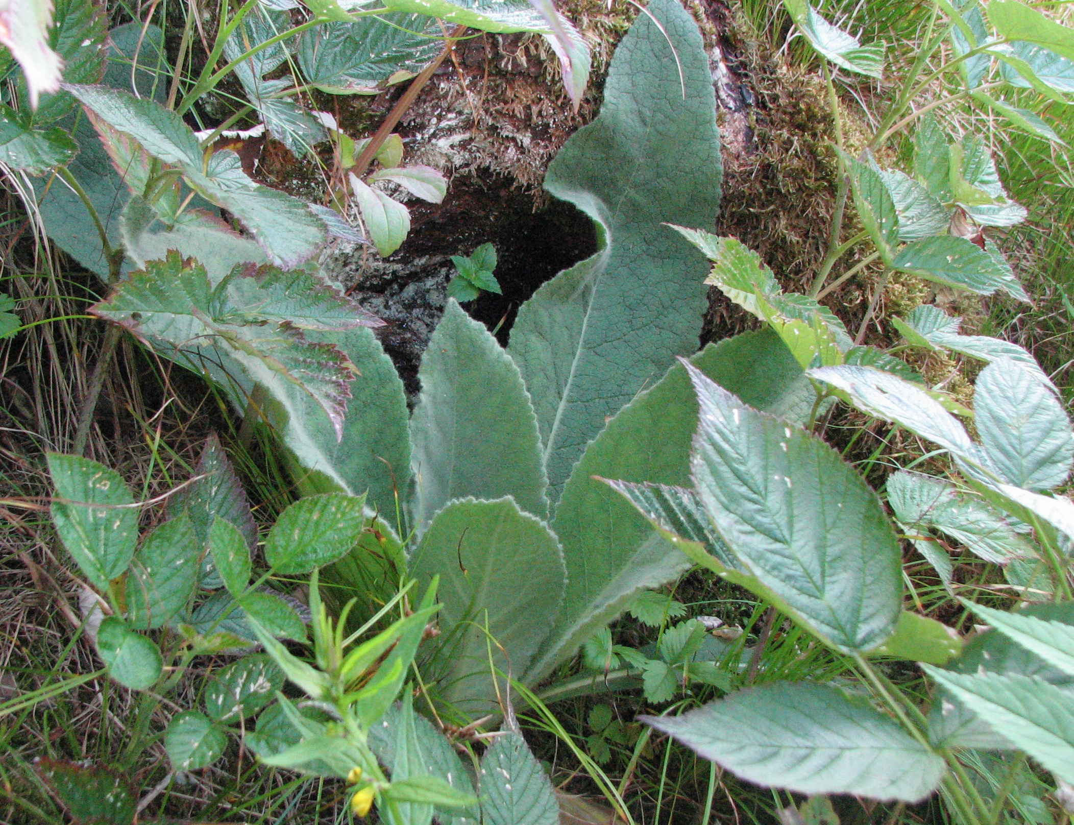 Kleinblütige Königskerze