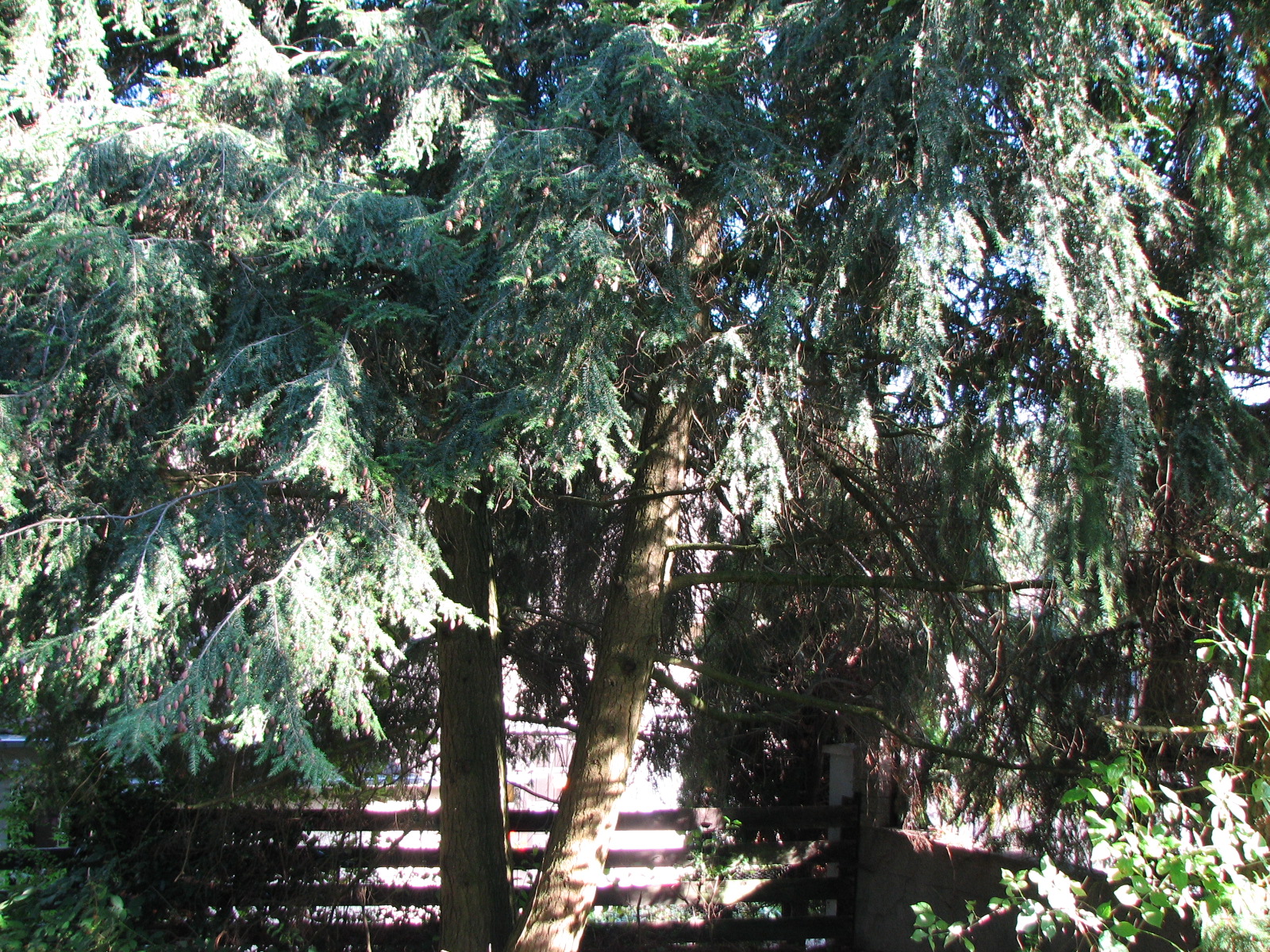 Kanadische Hemlocktanne