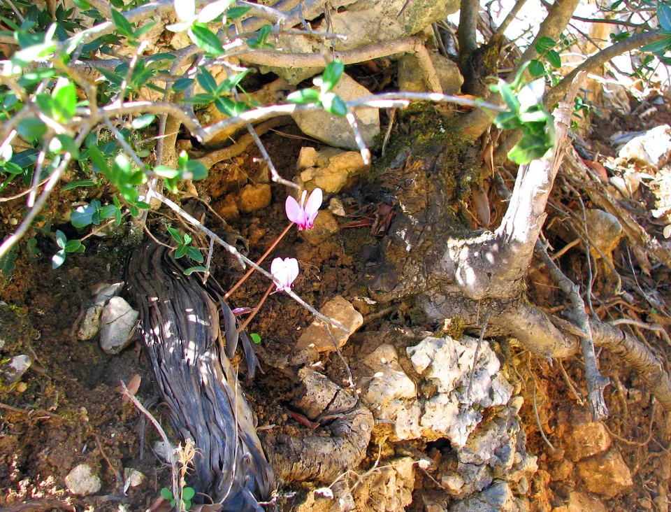 Griechisches Alpenveilchen