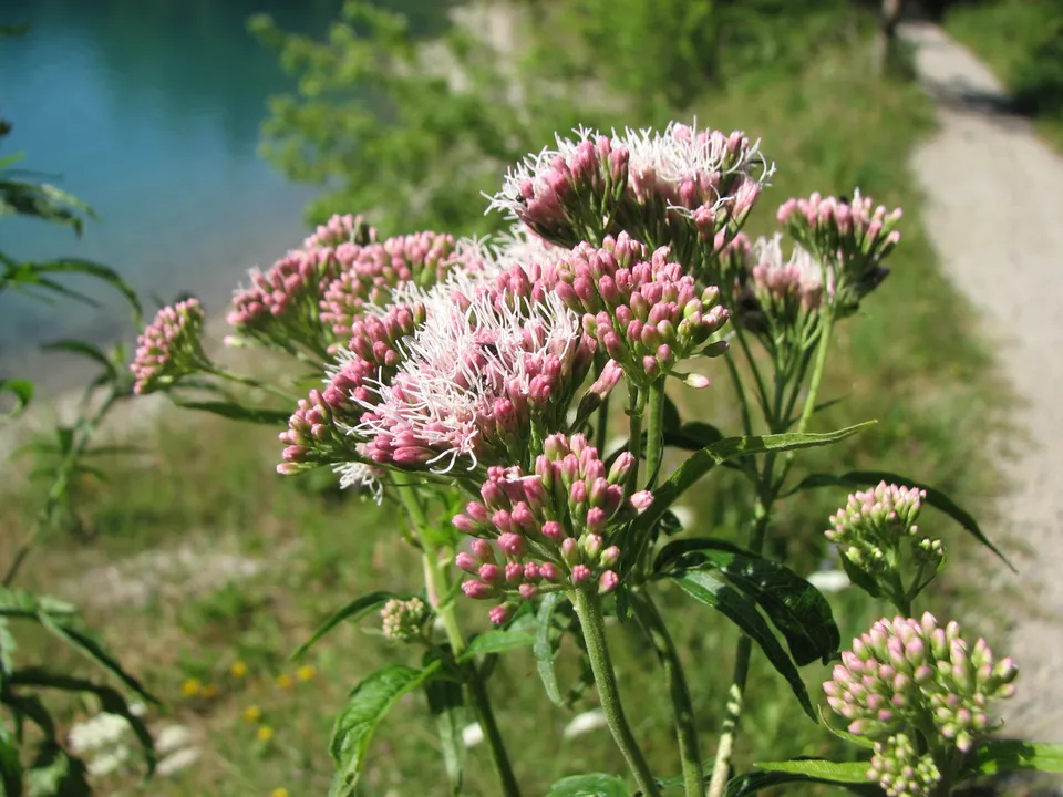 Gewöhnlicher Wasserdost