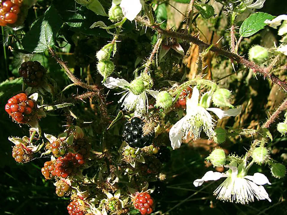 Brombeere