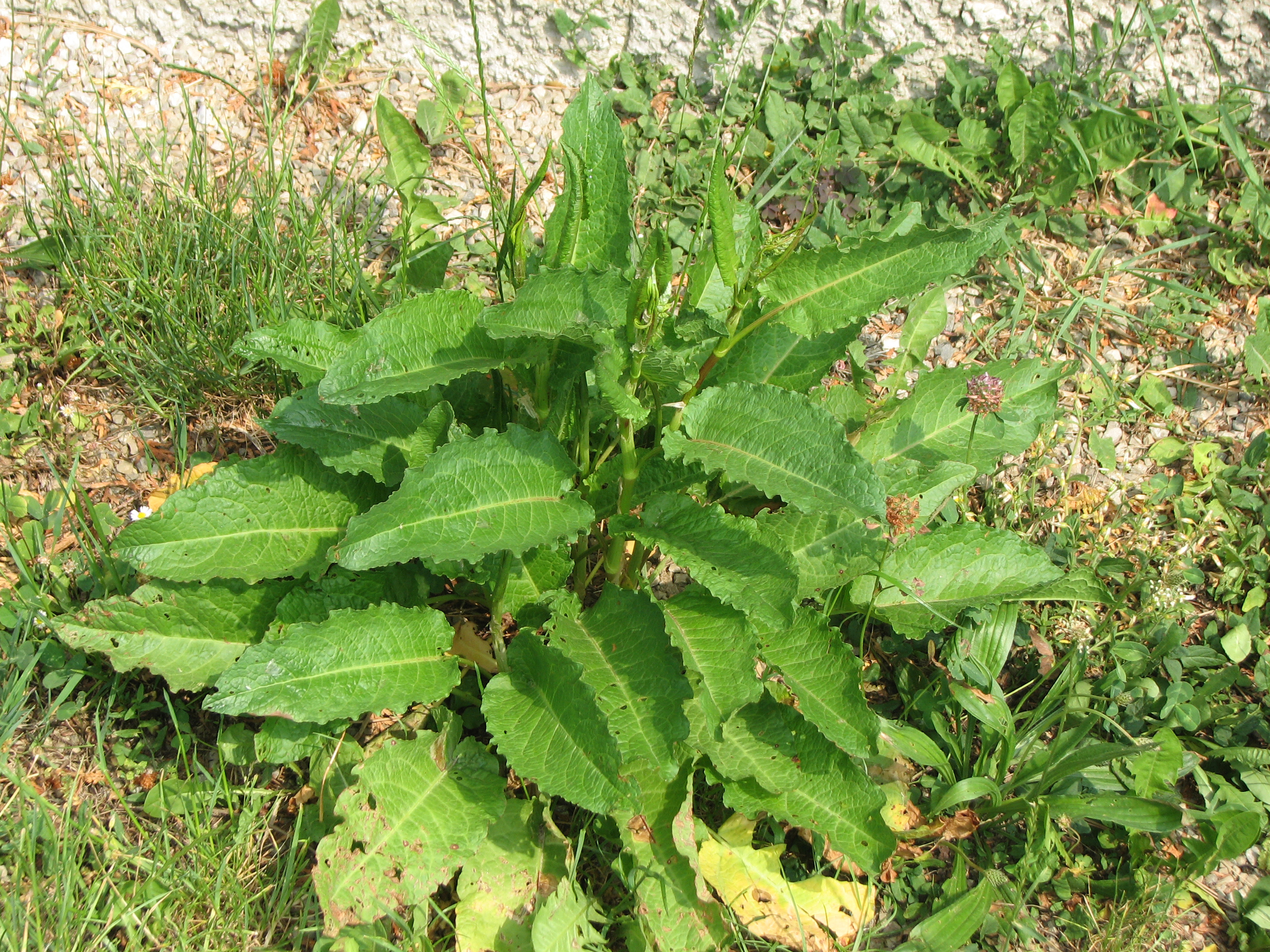 Stumpfblättriger Ampfer