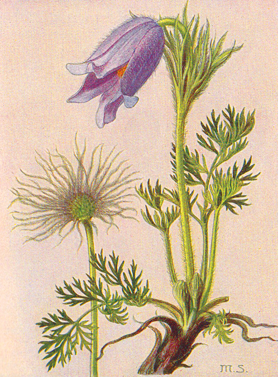 Gewöhnliche Küchenschelle