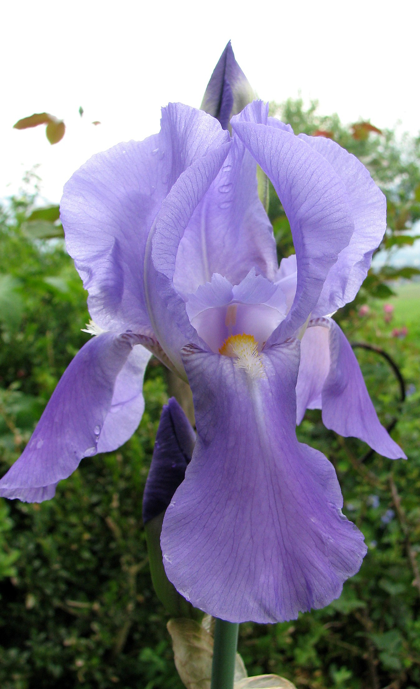 Bleiche Schwertlilie