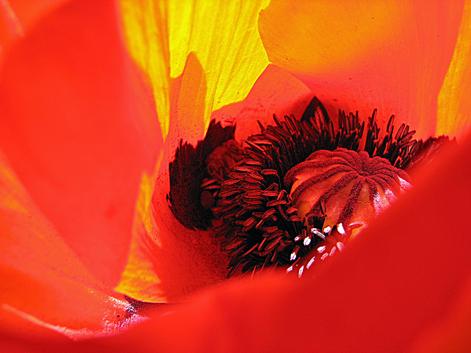 Türkischer Mohn