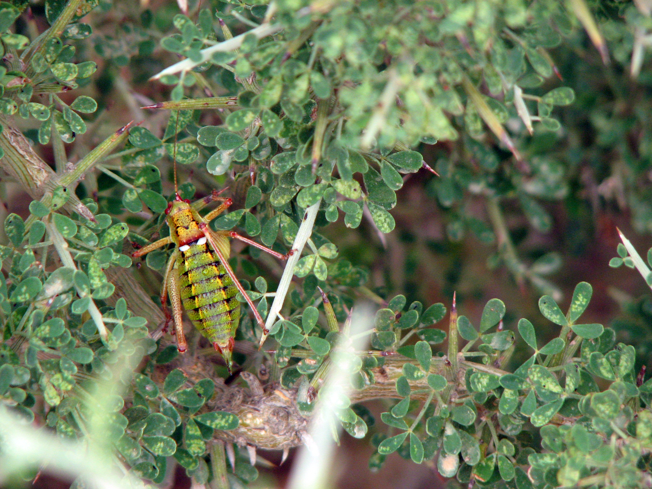 Behaarter Dornginster