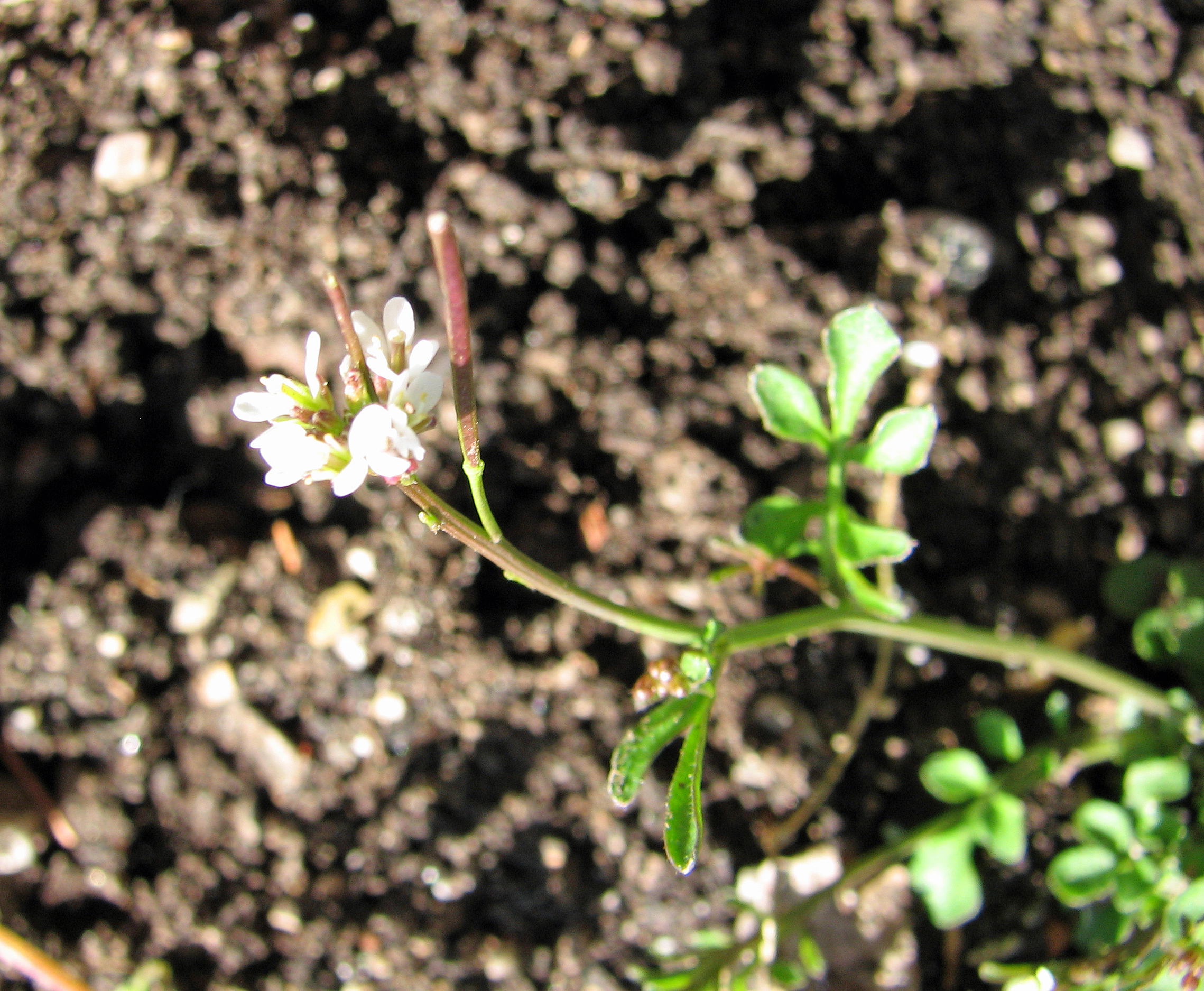 Behaartes Schaumkraut