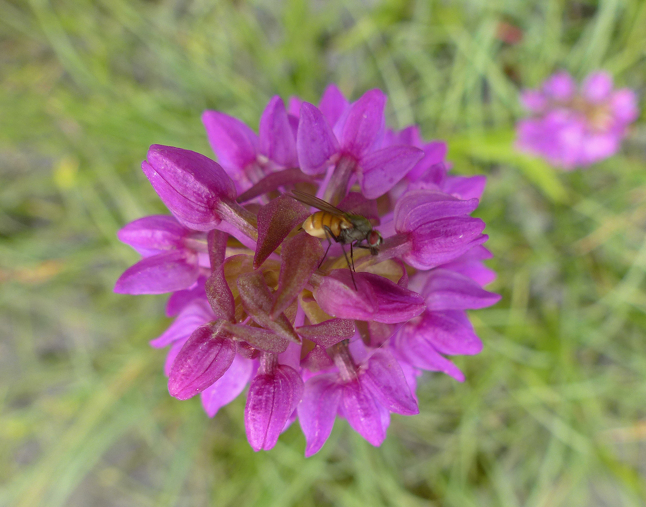 Fleischfarbene Fingerwurz