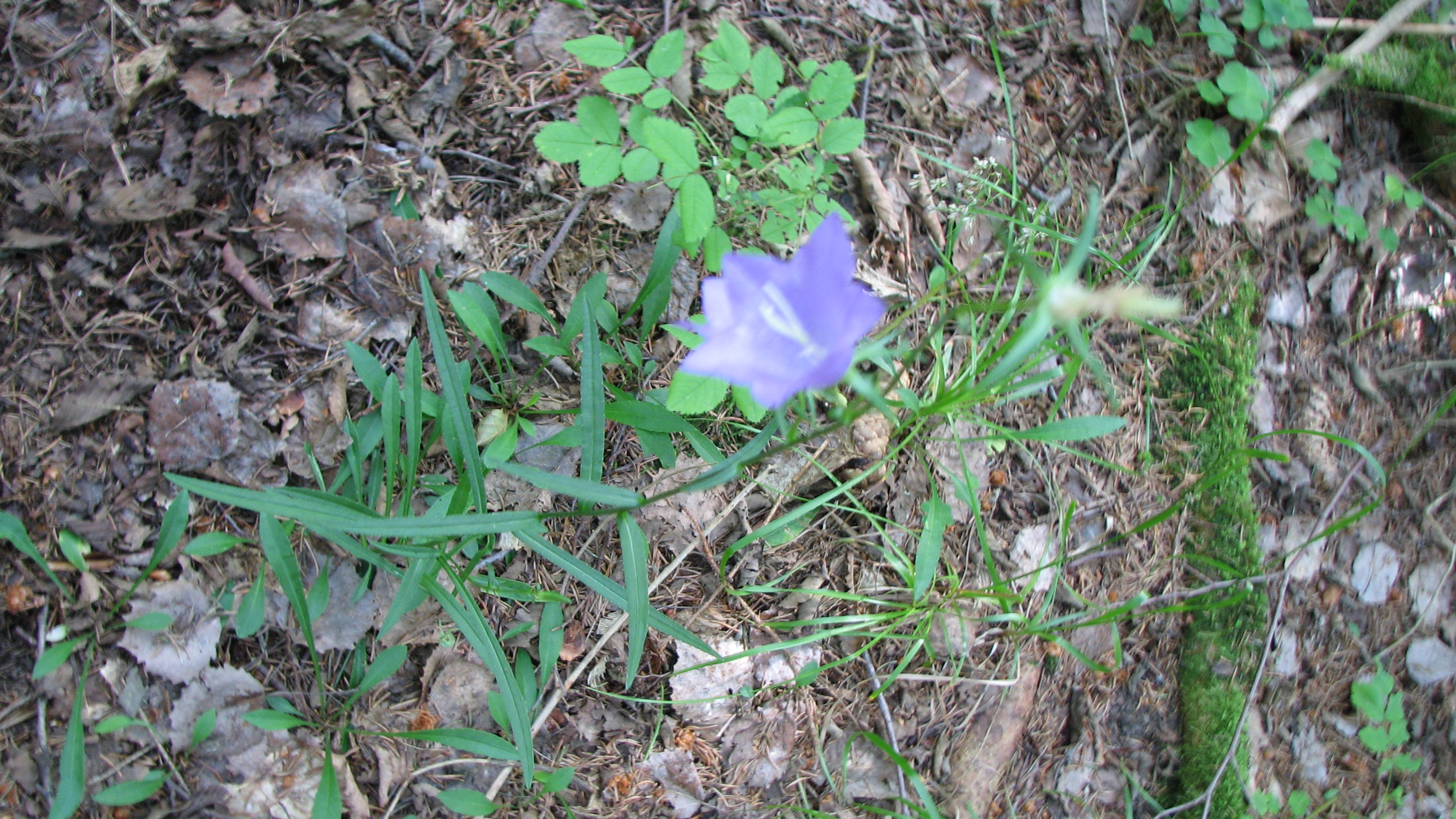 Pfirsichblättrige Glockenblume