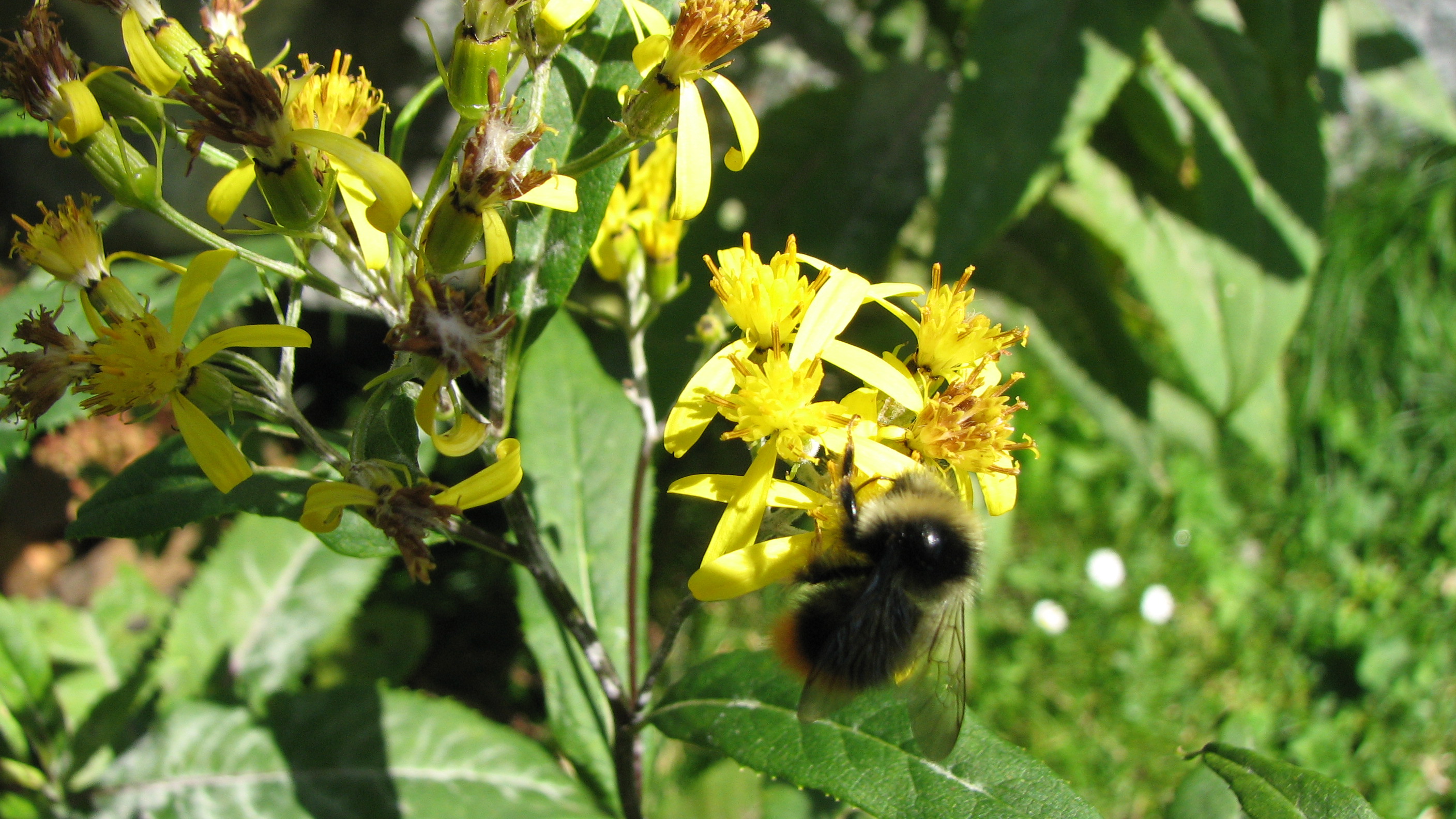 Fuchssches Greiskraut