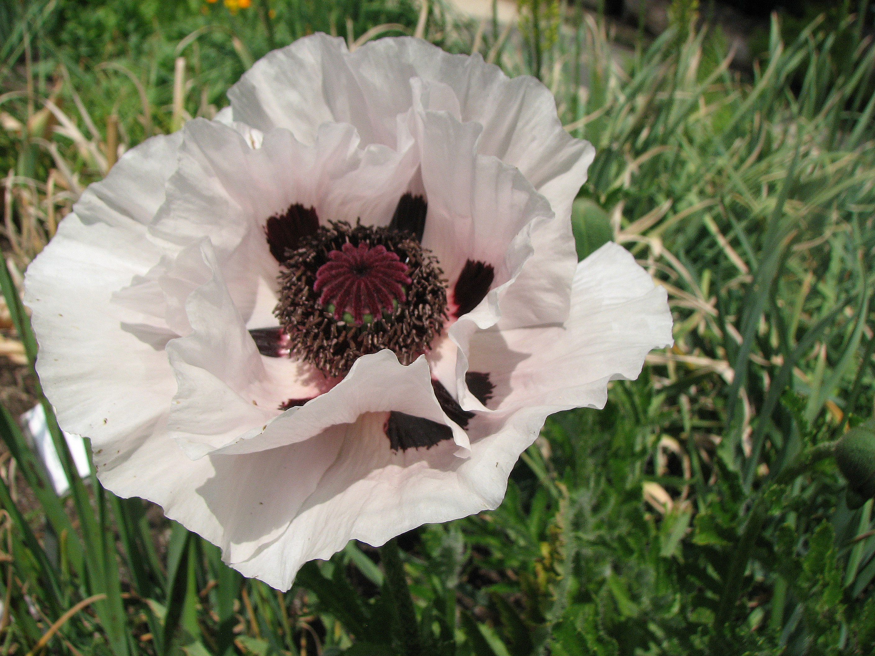 Türkischer Mohn