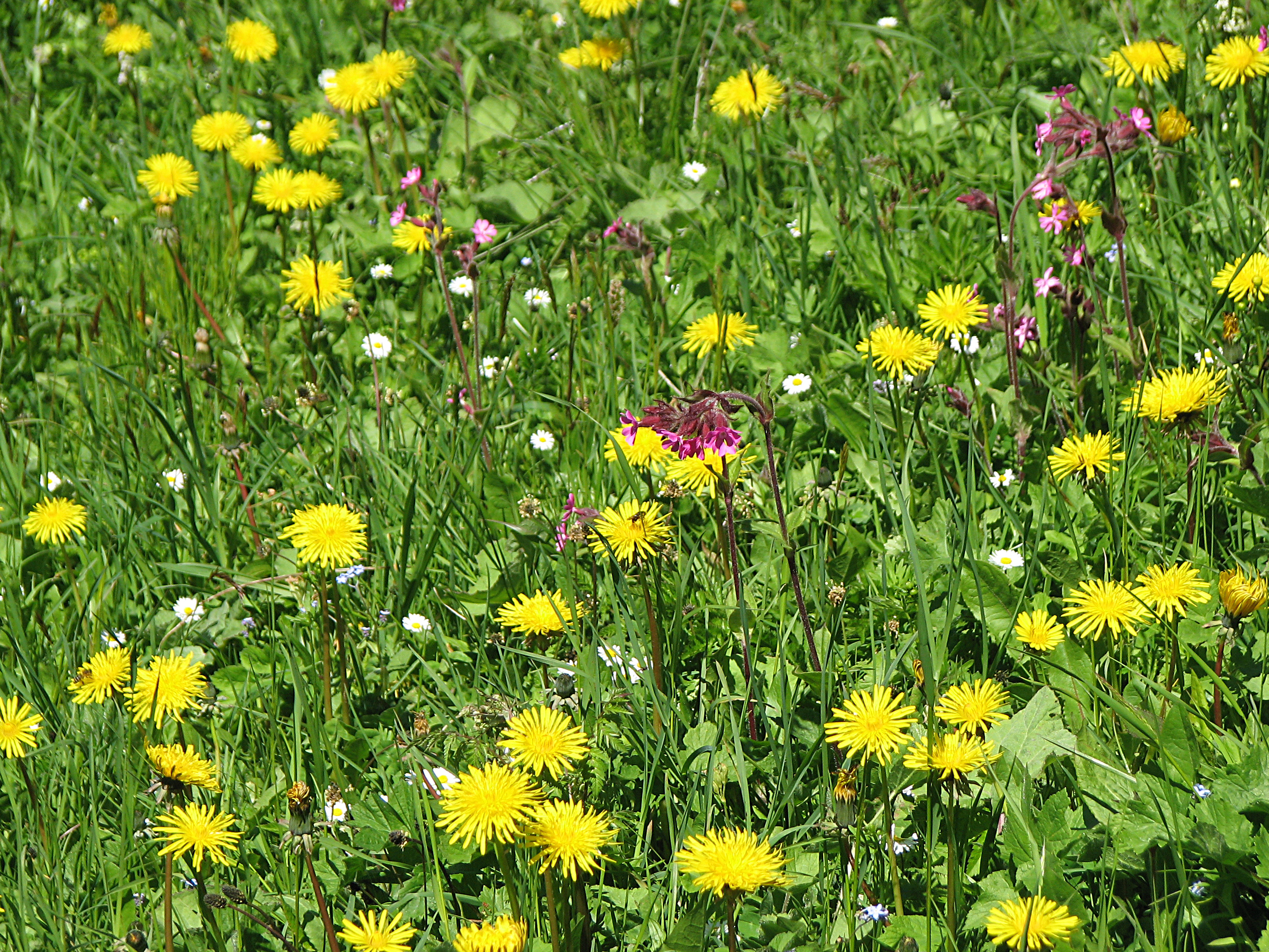 Gewöhnlicher Löwenzahn