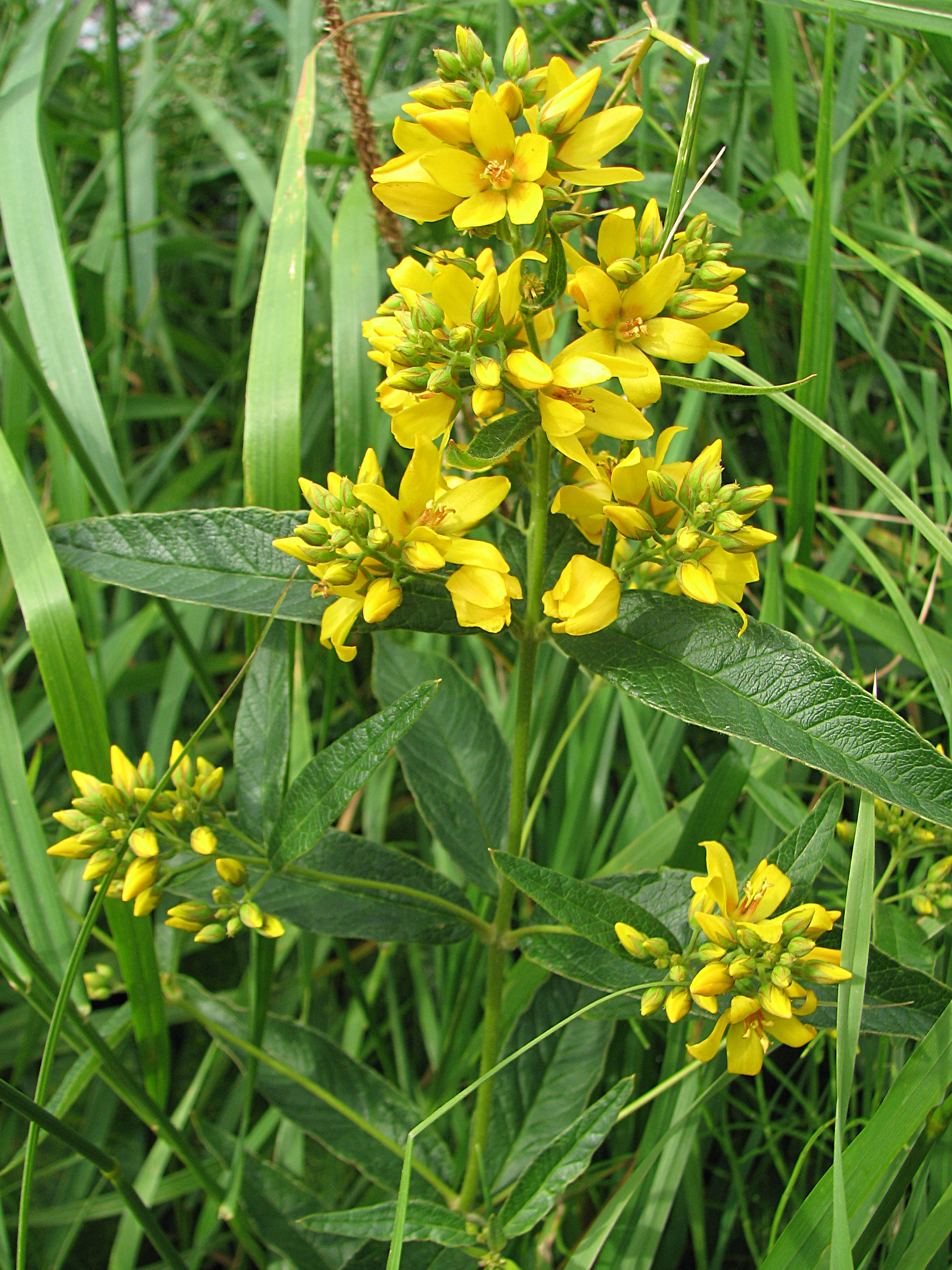 Gewöhnlicher Gilbweiderich
