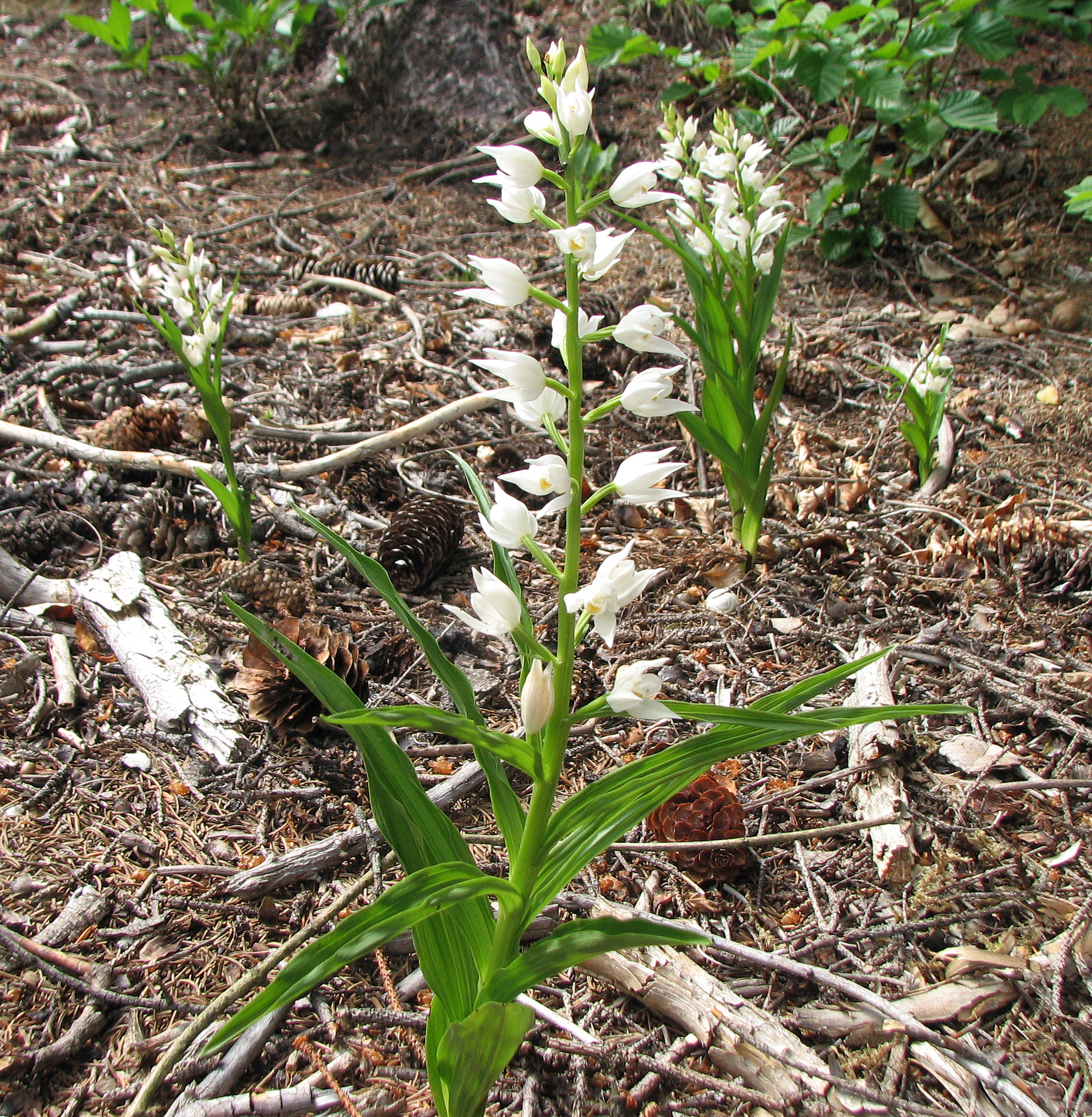 Langblättriges Waldvöglein