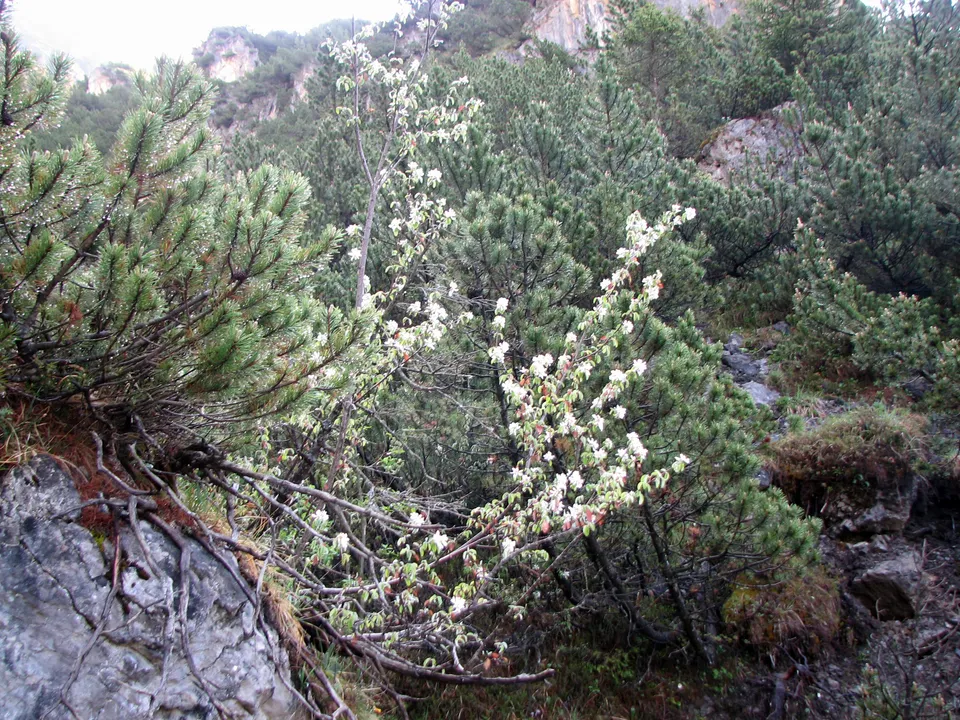 Gewöhnliche Felsenbirne