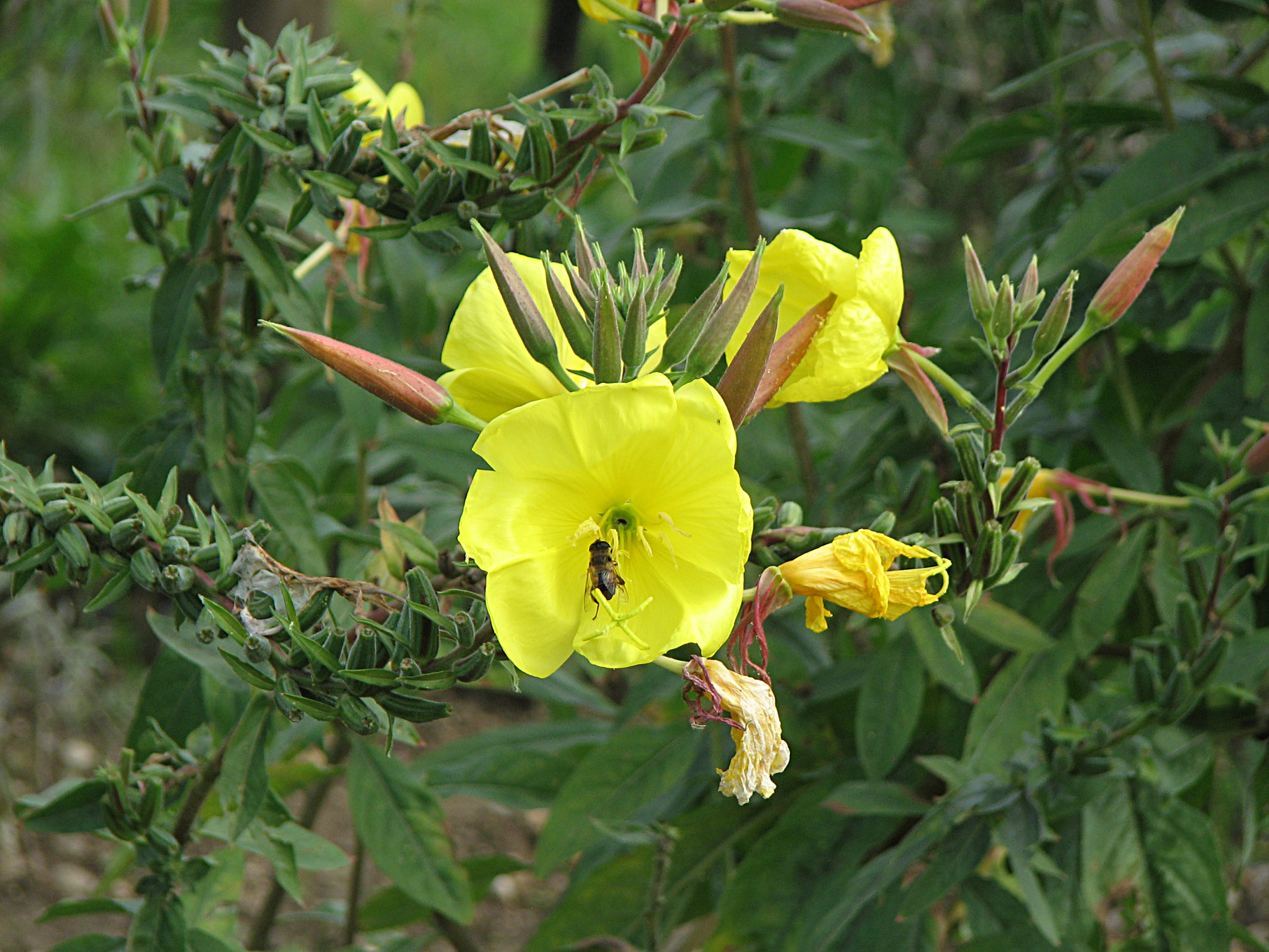 Gewöhnliche Nachtkerze