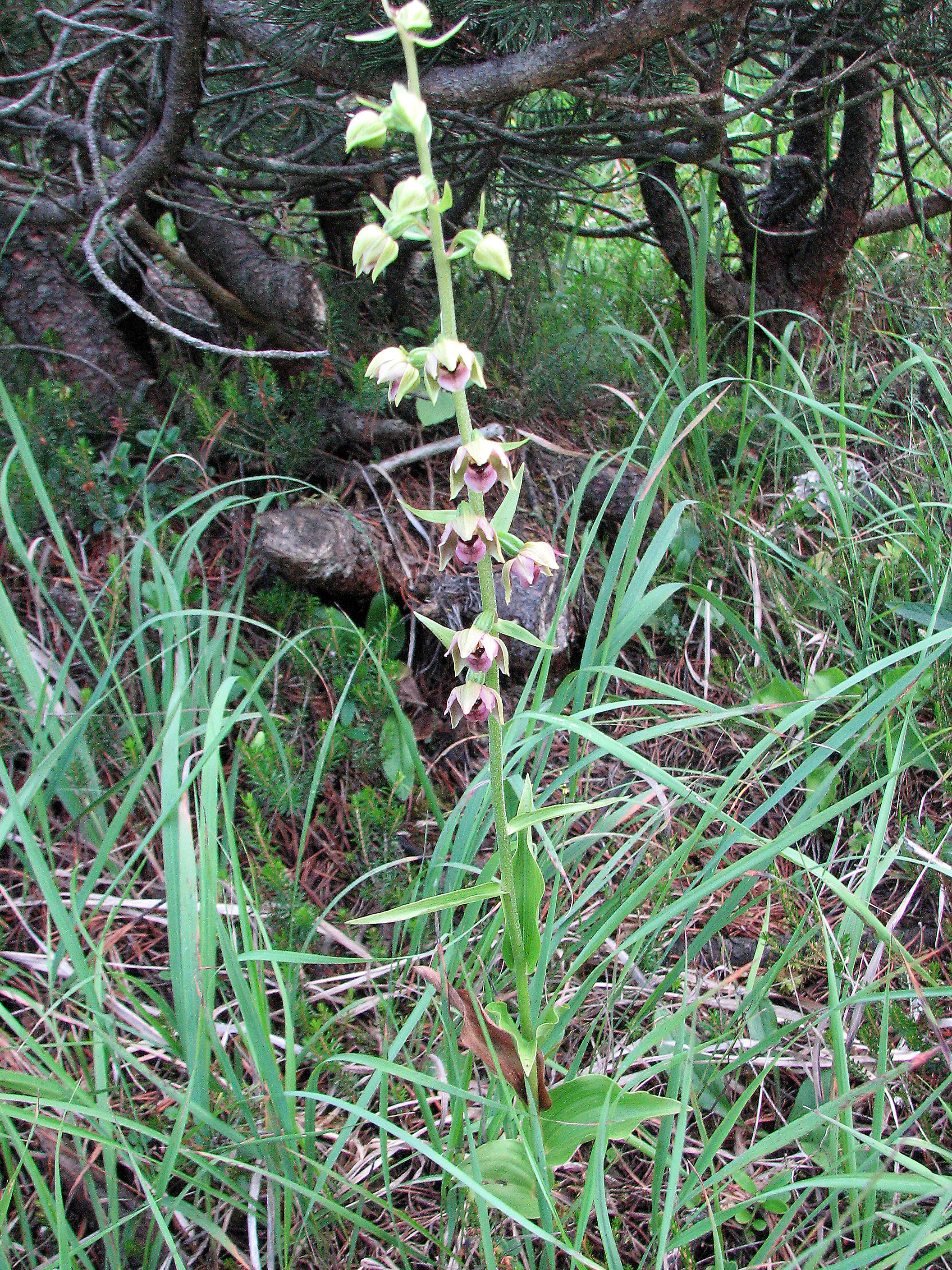 Breitblättrige Stendelwurz