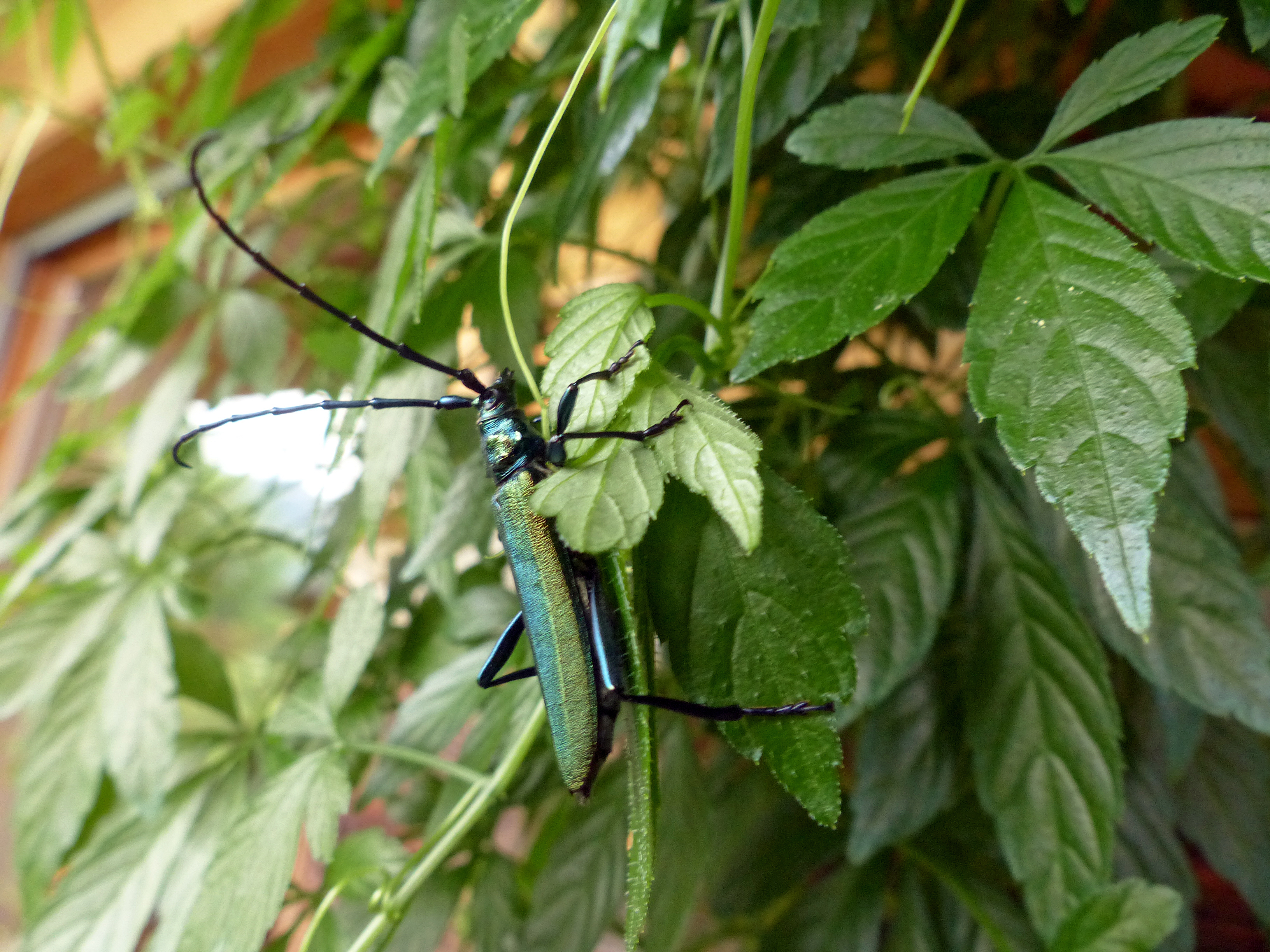Silberweide - Kopfweide