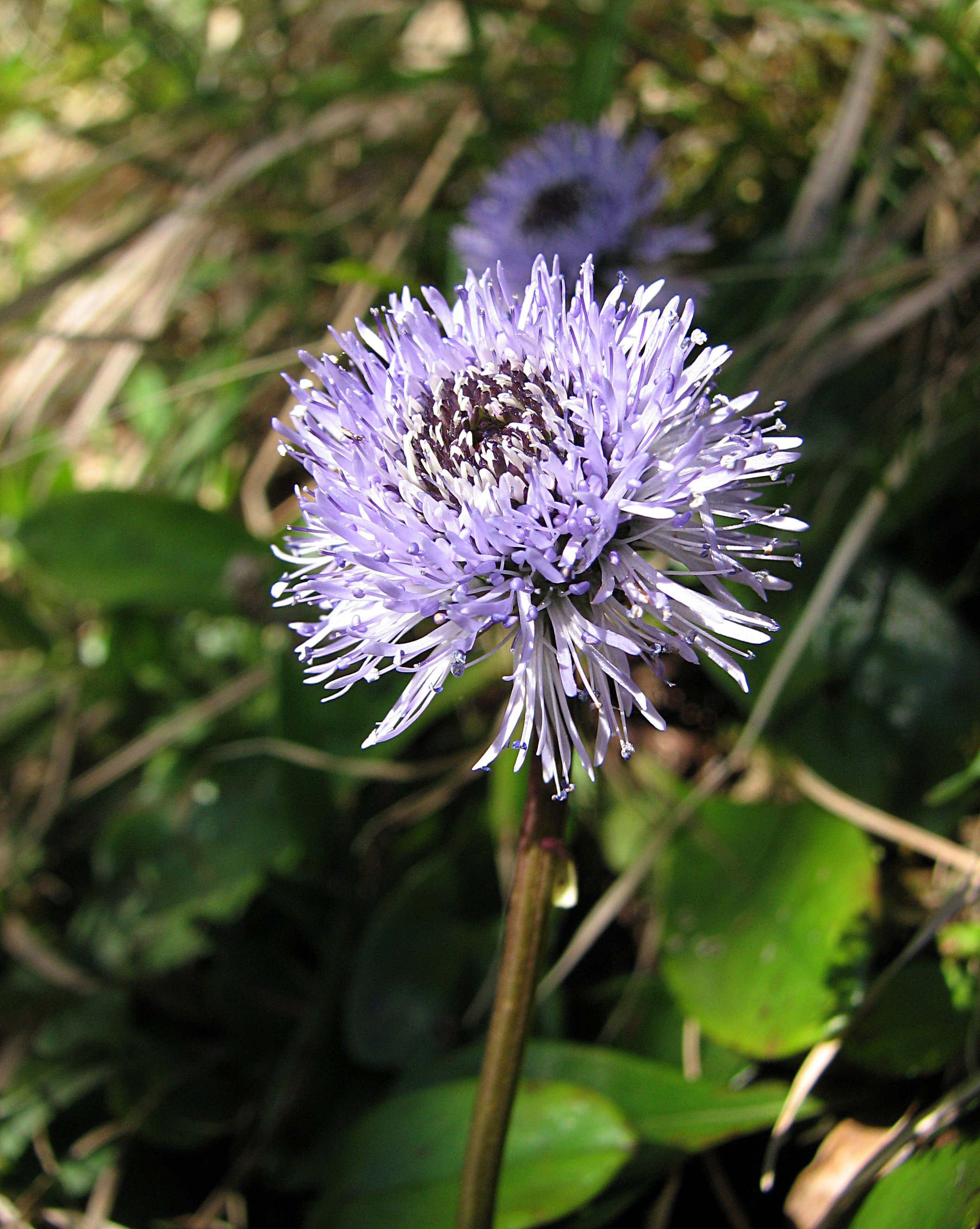 Nacktstängelige Kugelblume