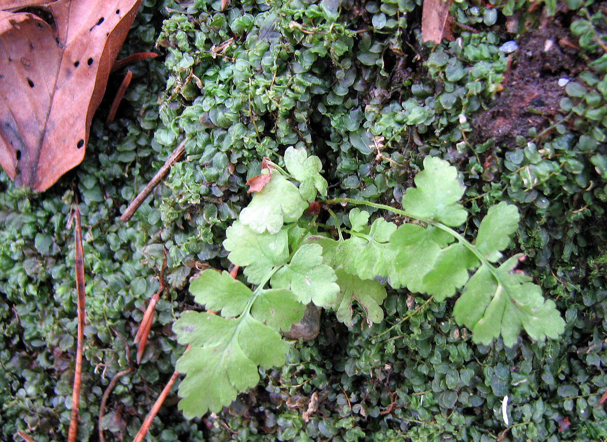 Grünstieliger Streifenfarn