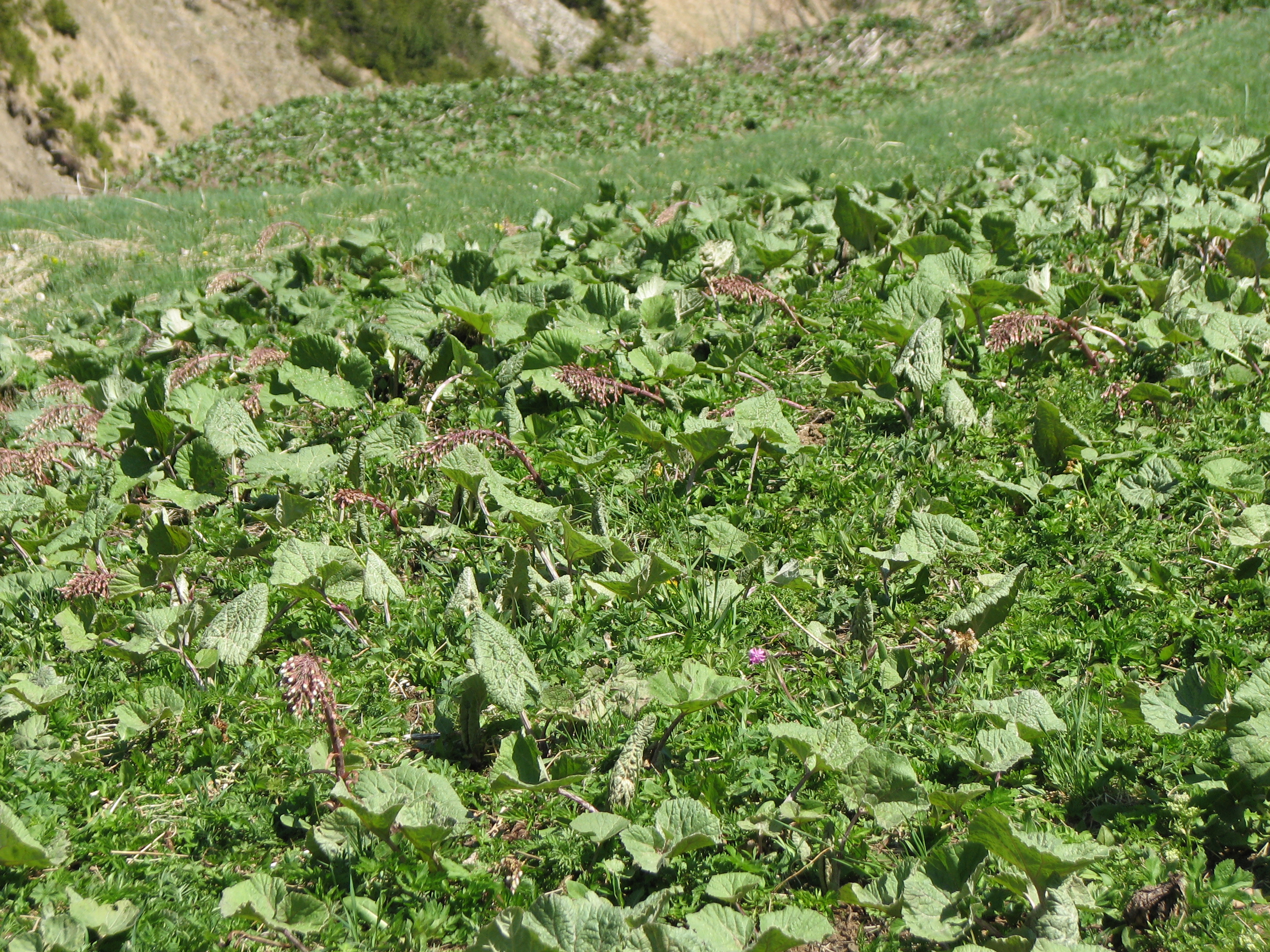 Gewöhnliche Pestwurz