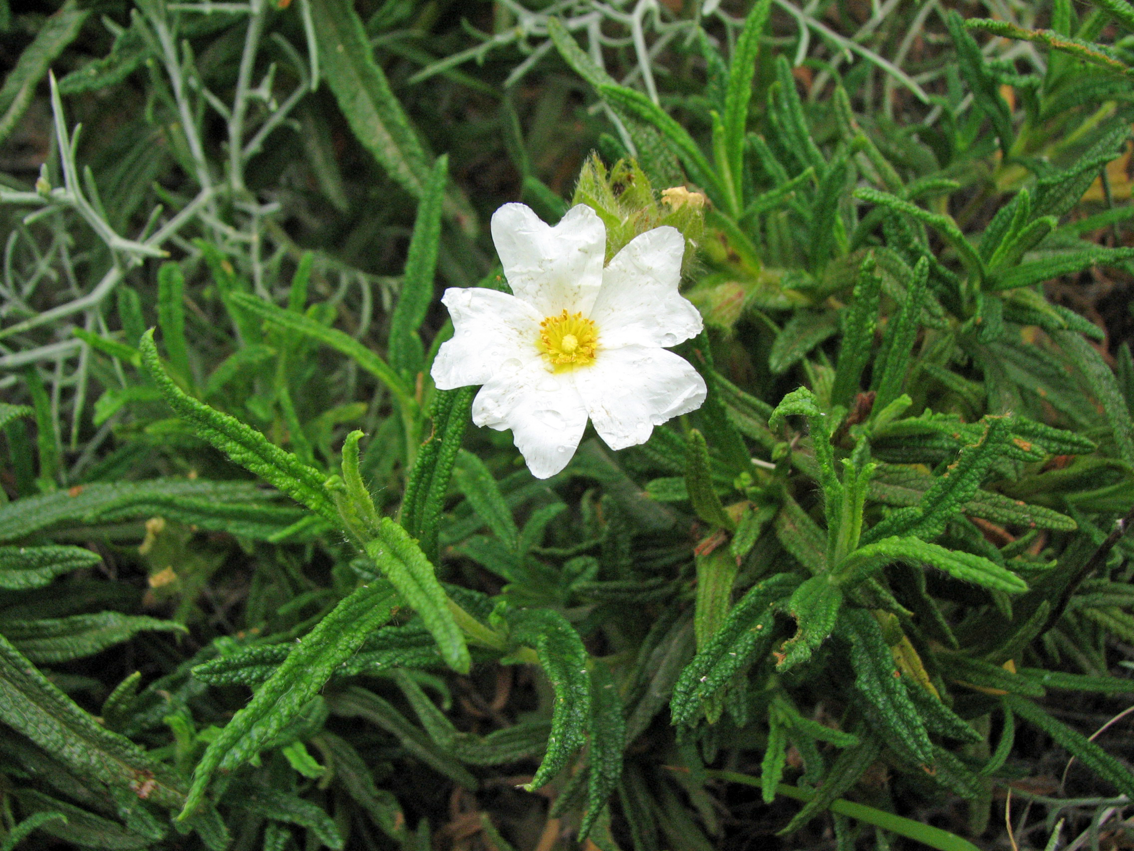 Montpellier-Zistrose