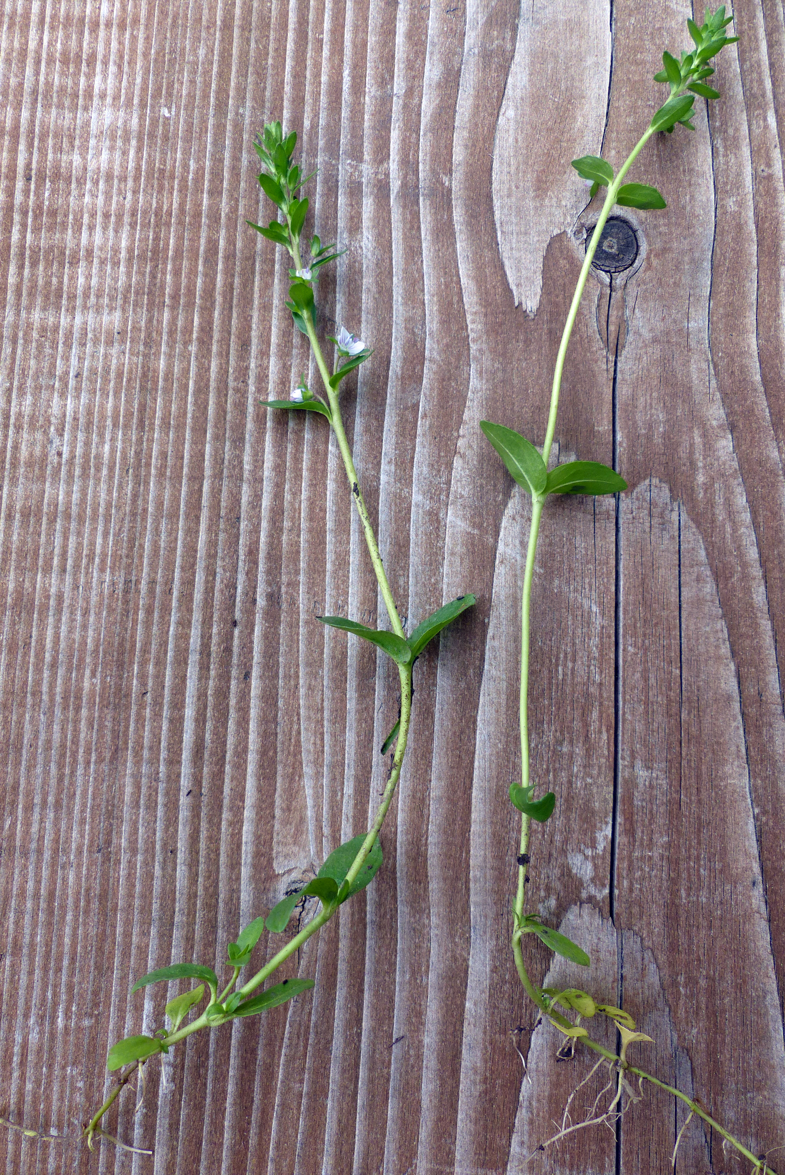 Quendelblättriger Ehrenpreis