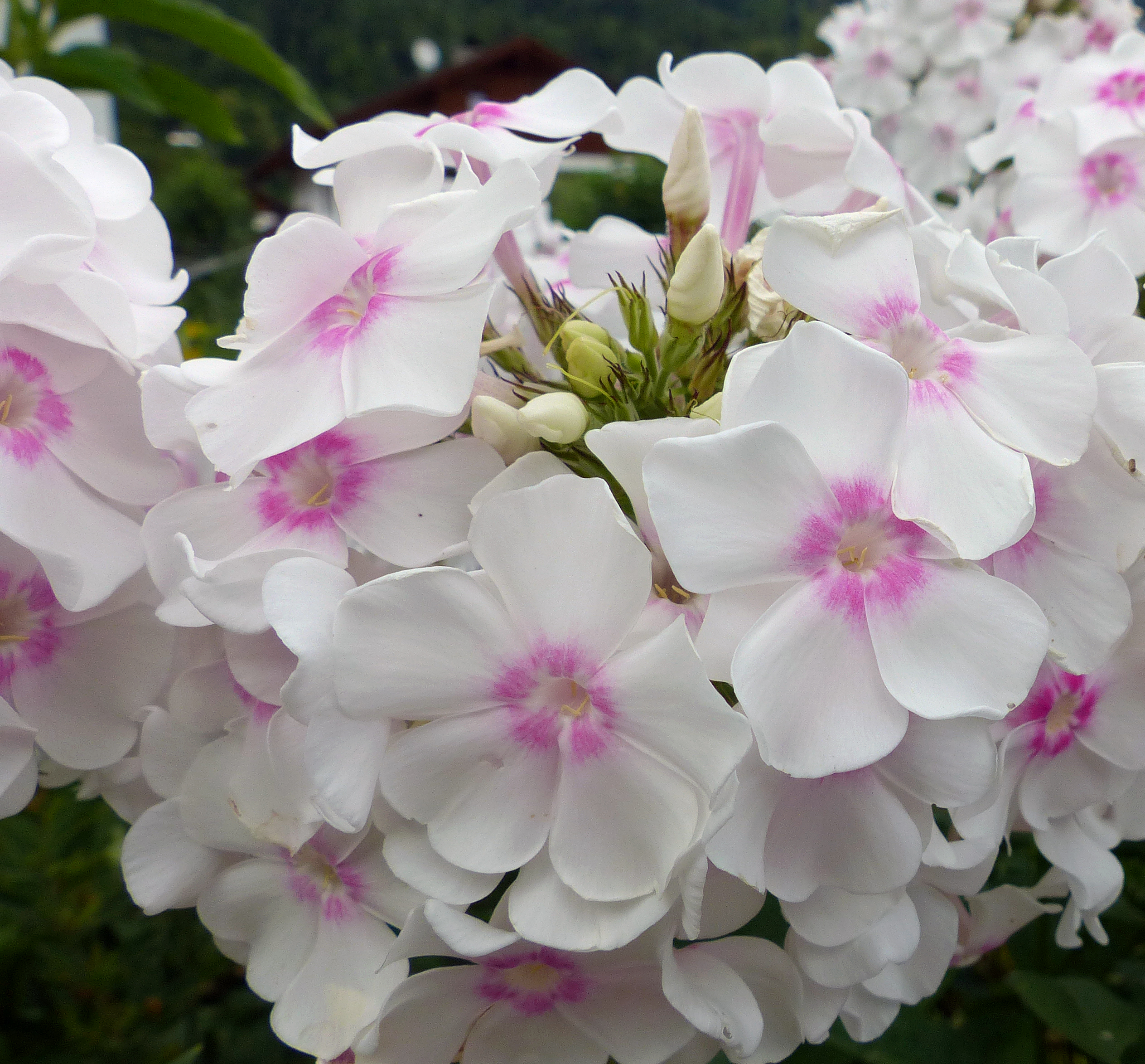 Phlox
