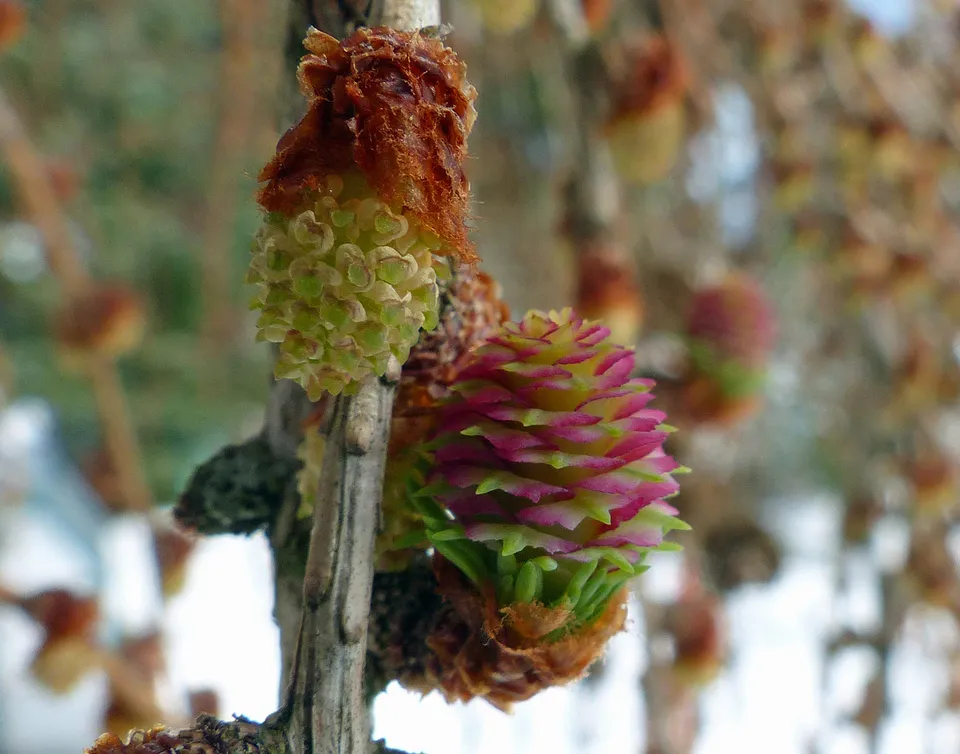 Europäische Lärche