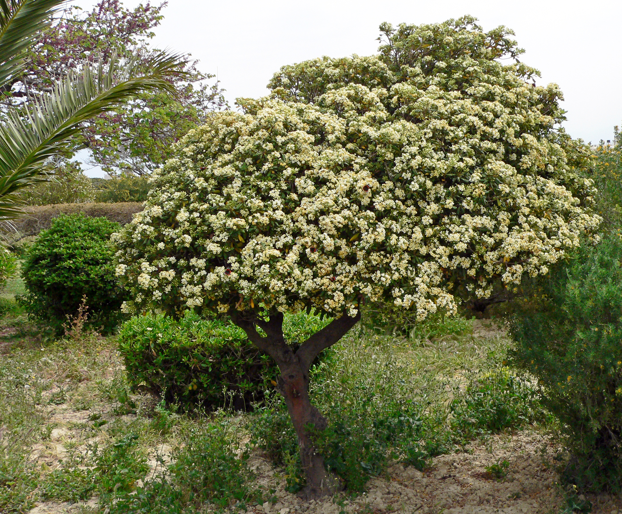 Chinesischer Klebsame
