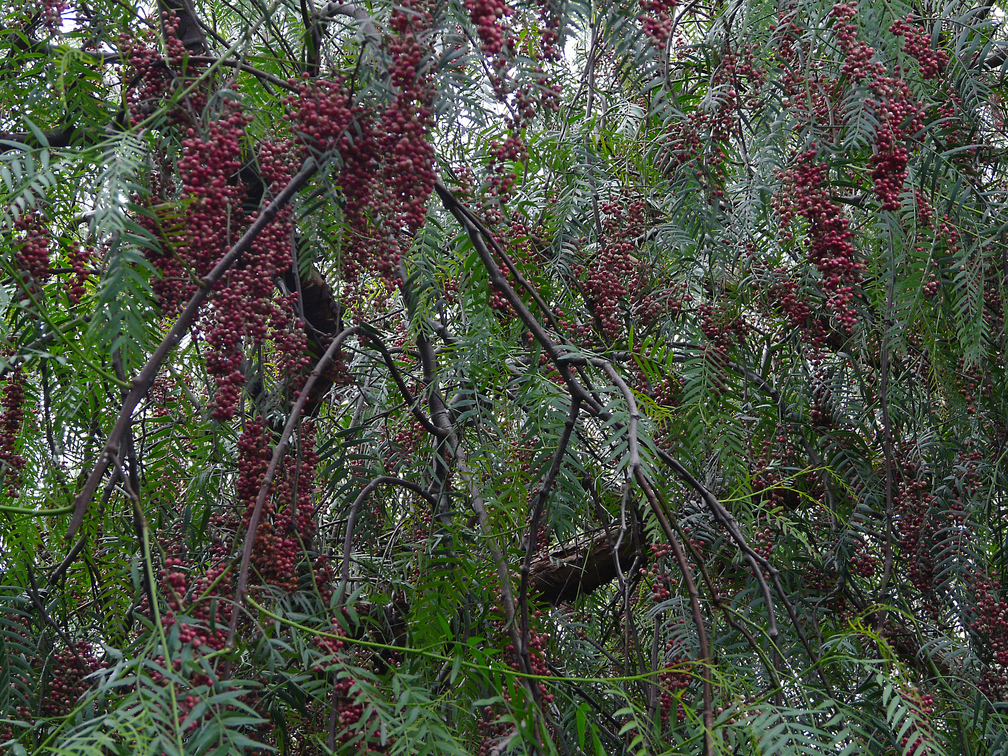 Peruanischer Pfefferbaum