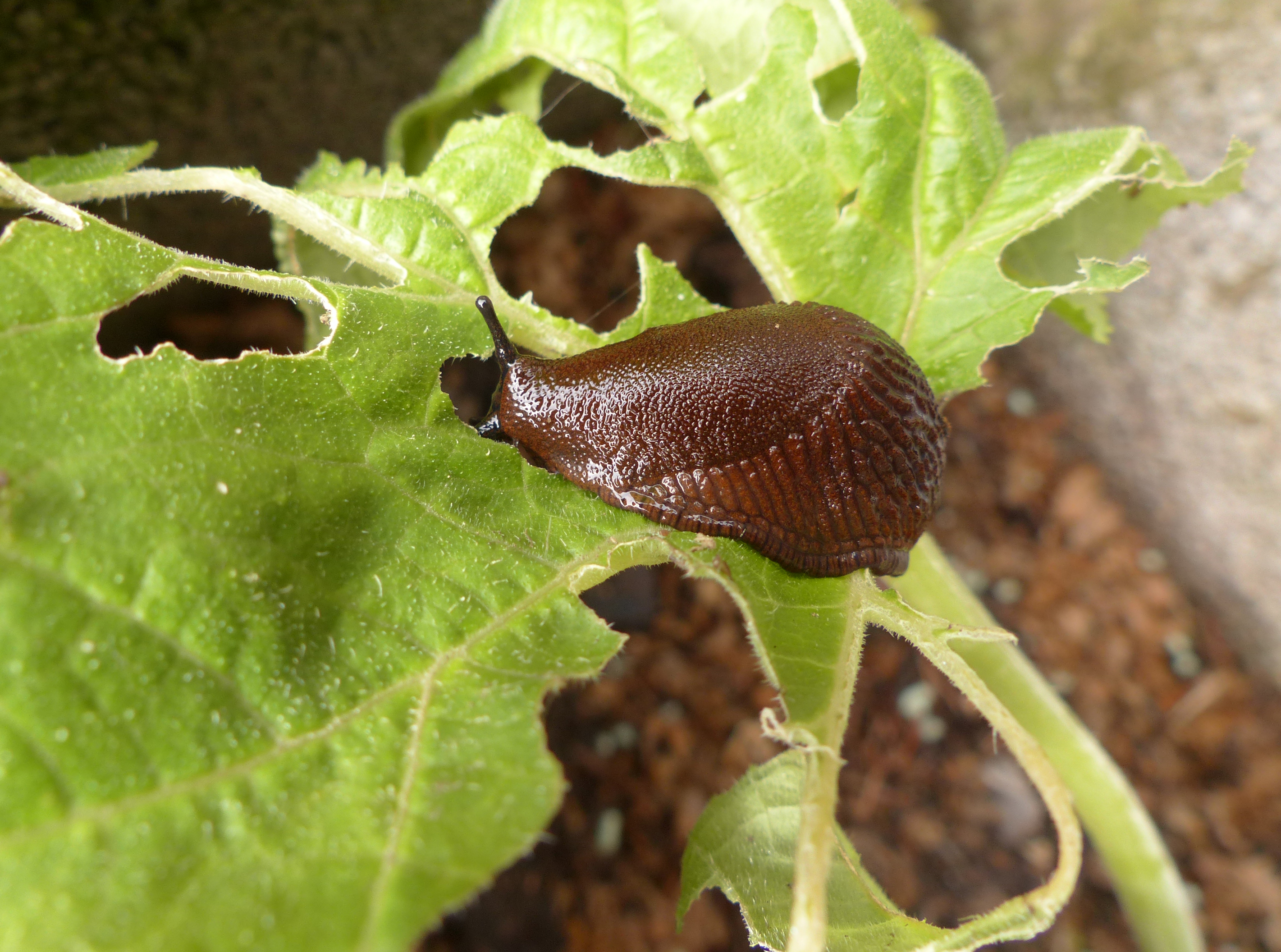 Schnecken im Garten reduzieren