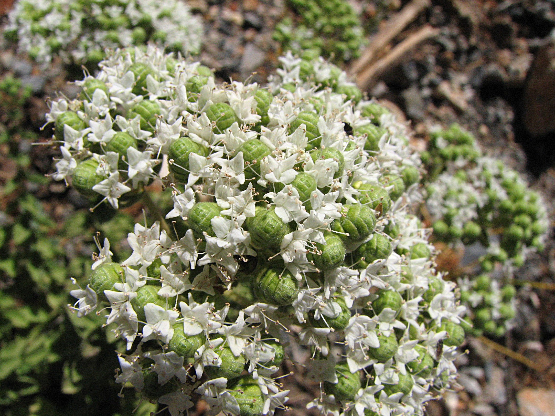 Türkischer Oregano