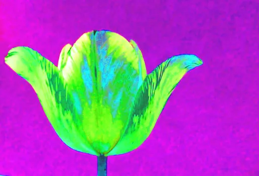 Metamorphose - ein Spiel. Ein Spiel?