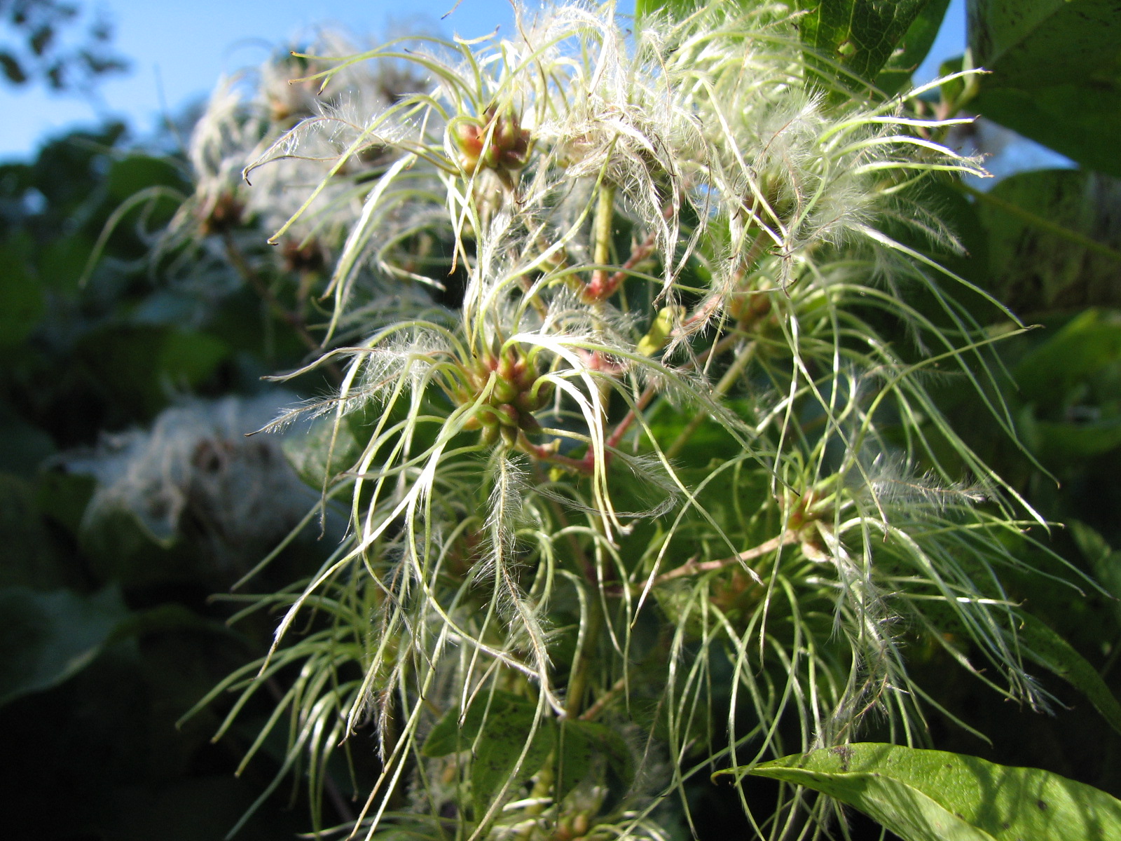 Gewöhnliche Waldrebe