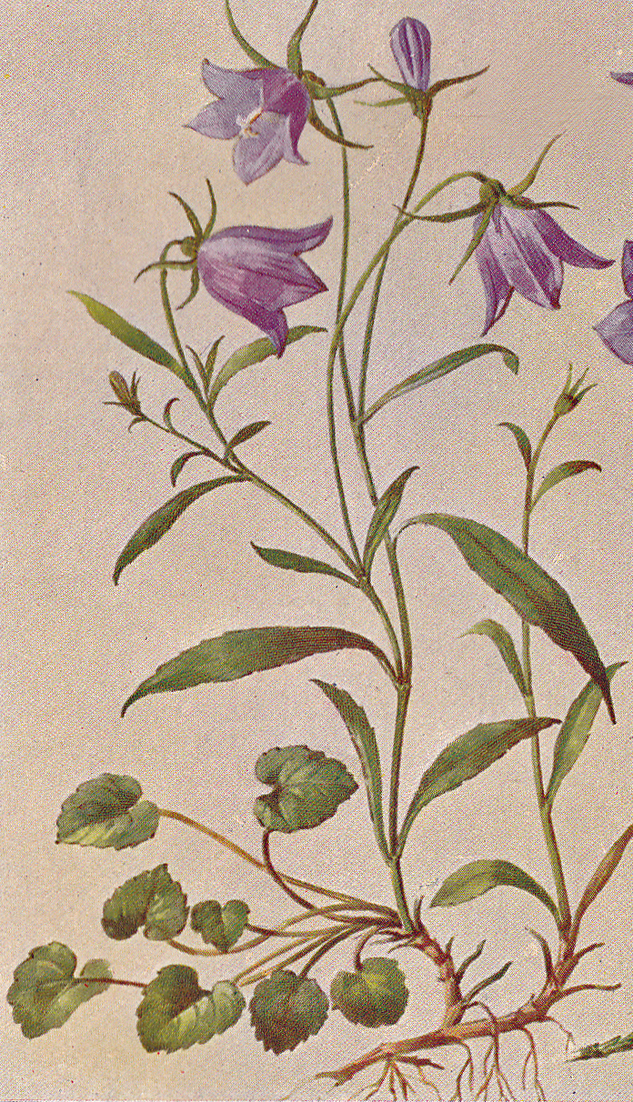 Rundblättrige Glockenblume