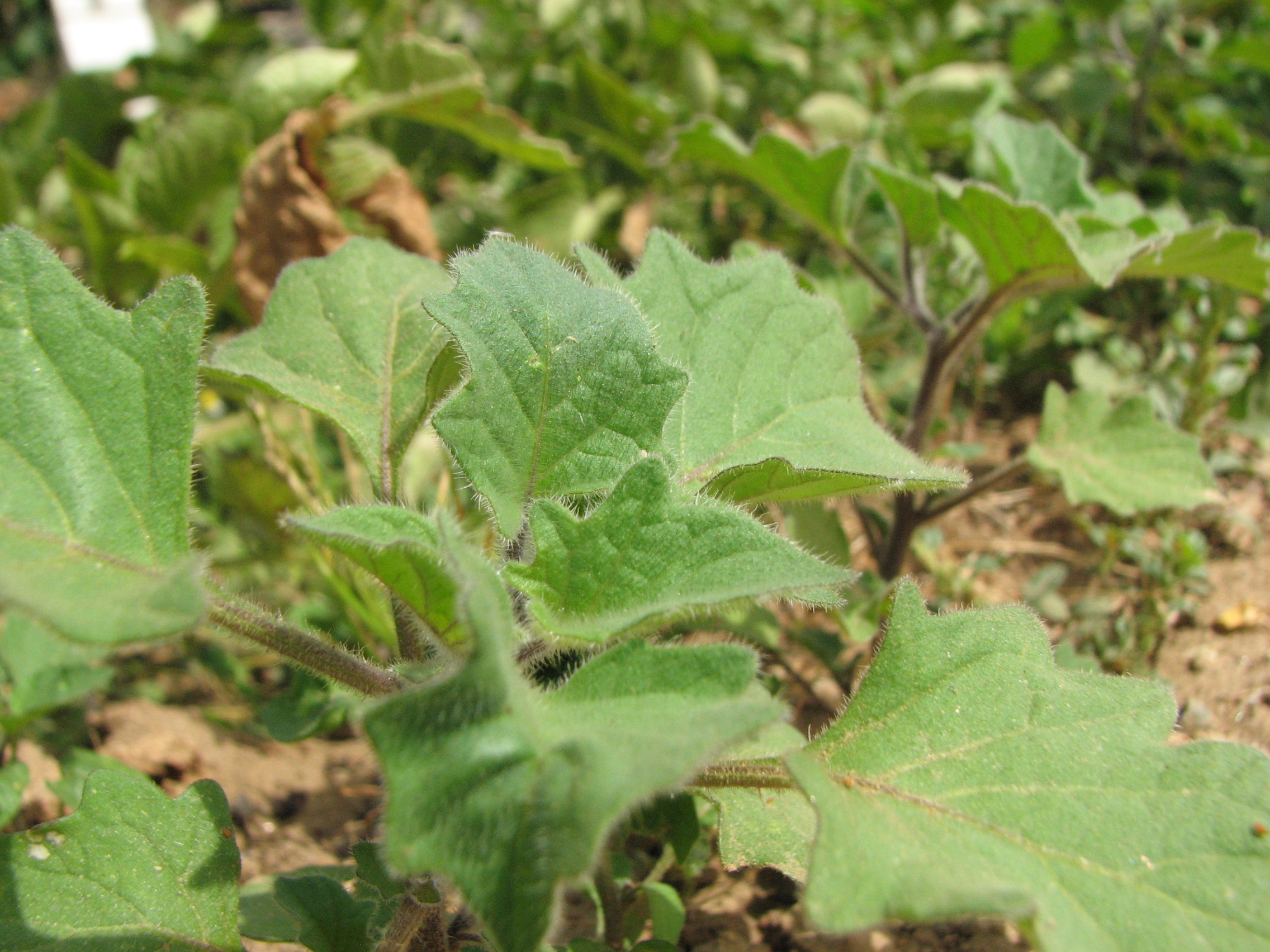 Schwarzer Nachtschatten