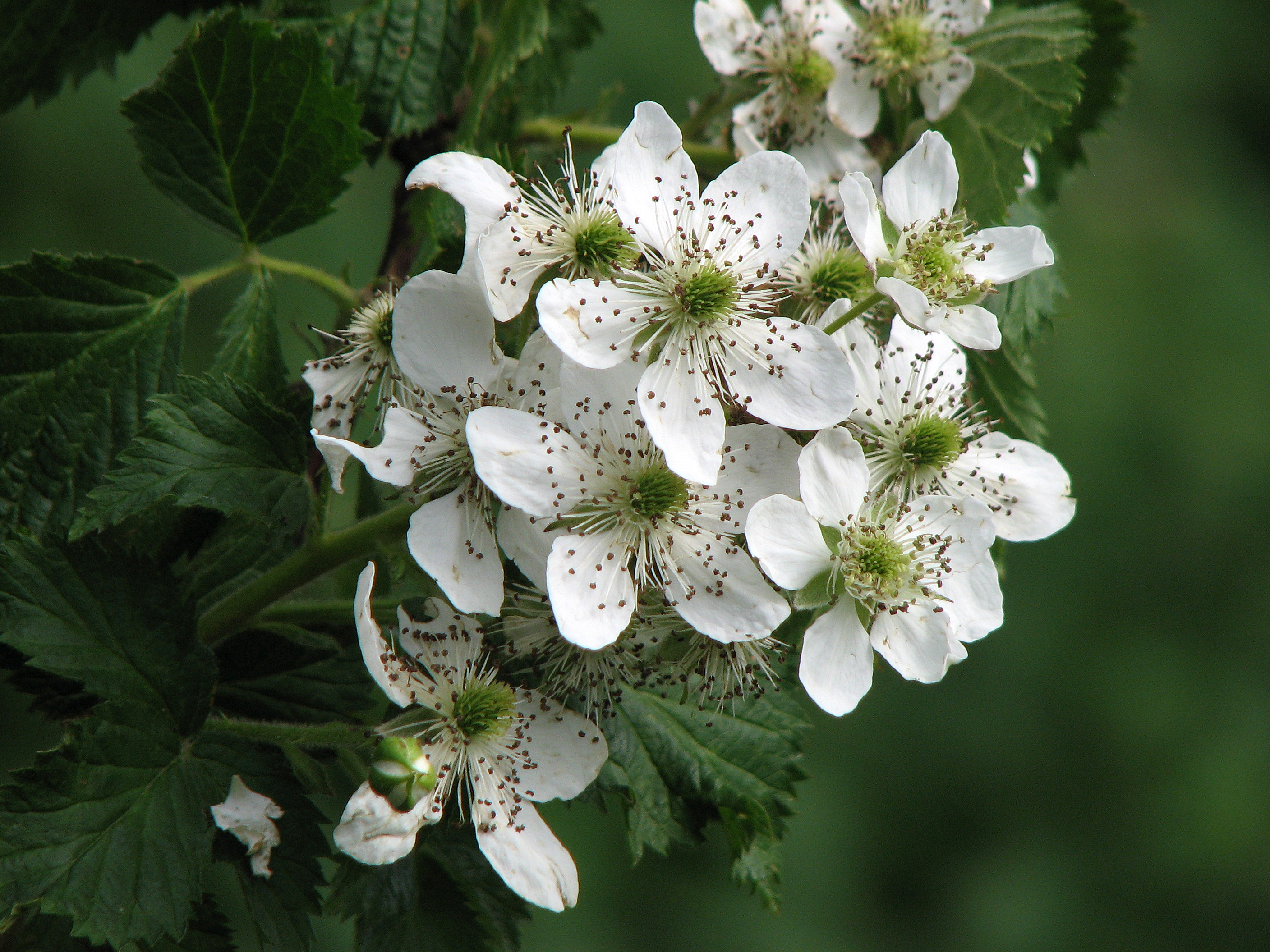 Brombeere