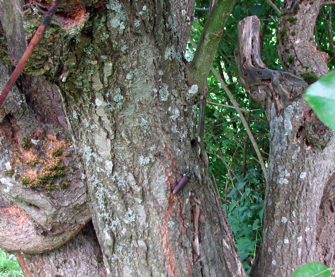 Silberweide - Kopfweide