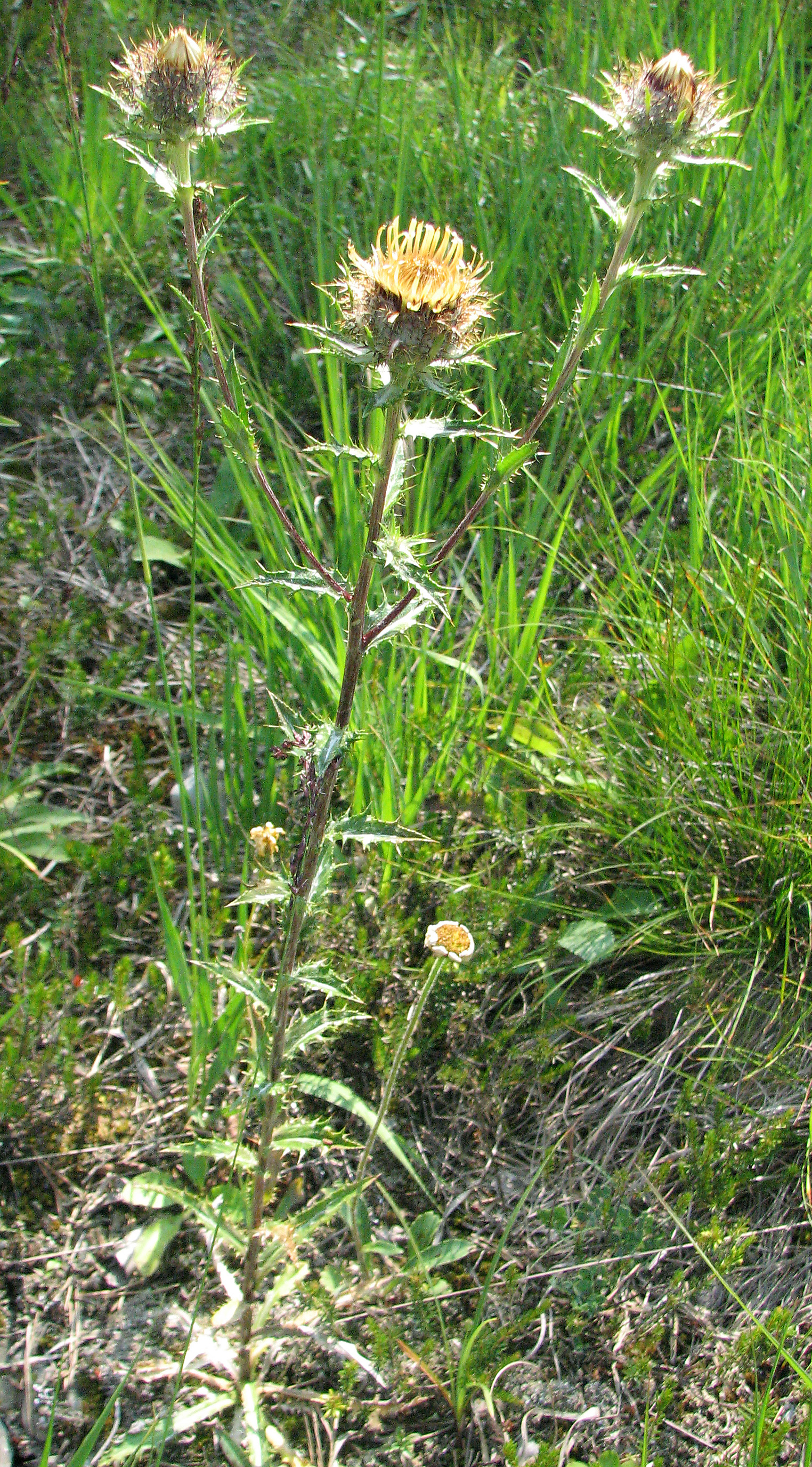 Golddistel