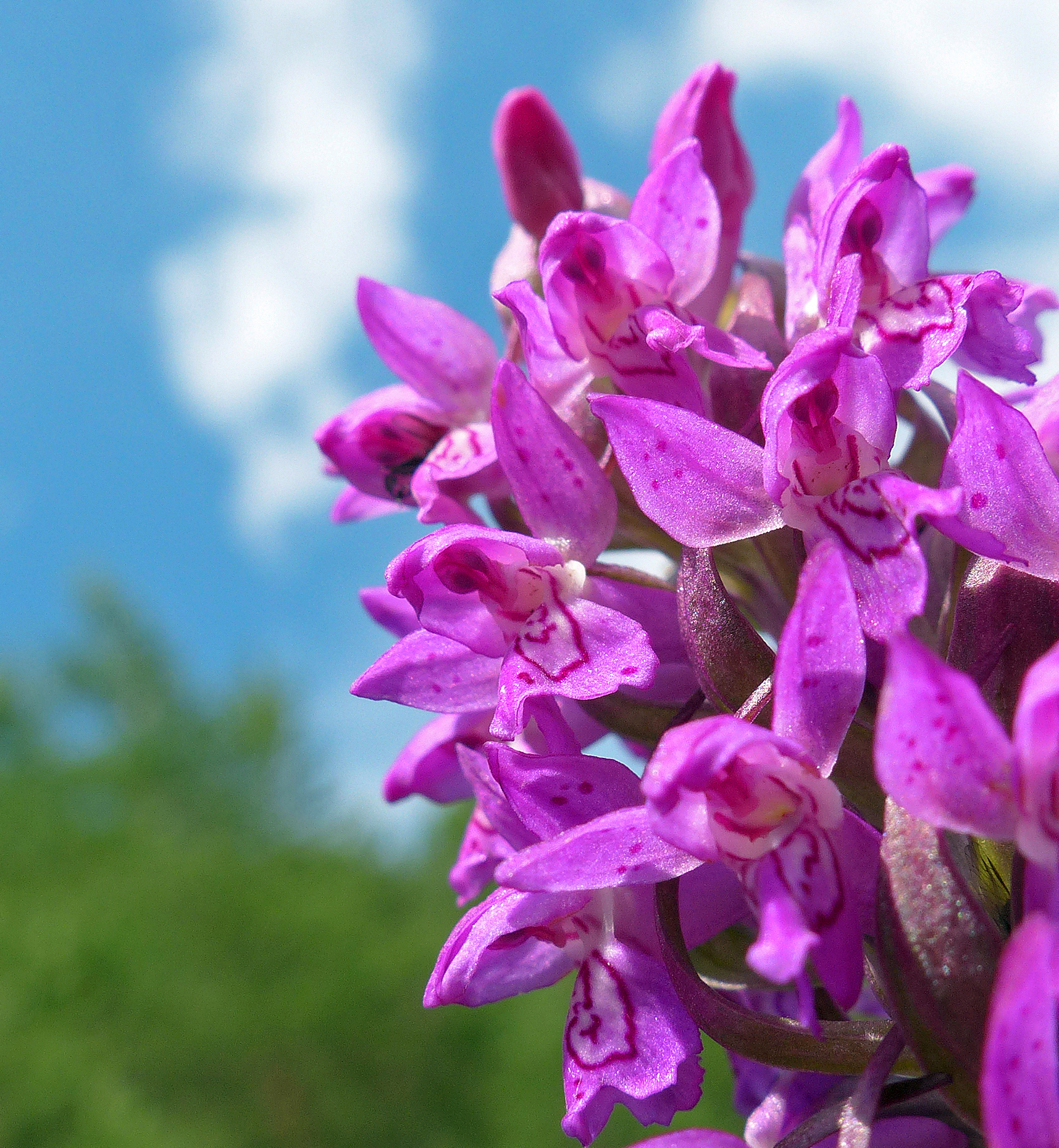 Fleischfarbene Fingerwurz