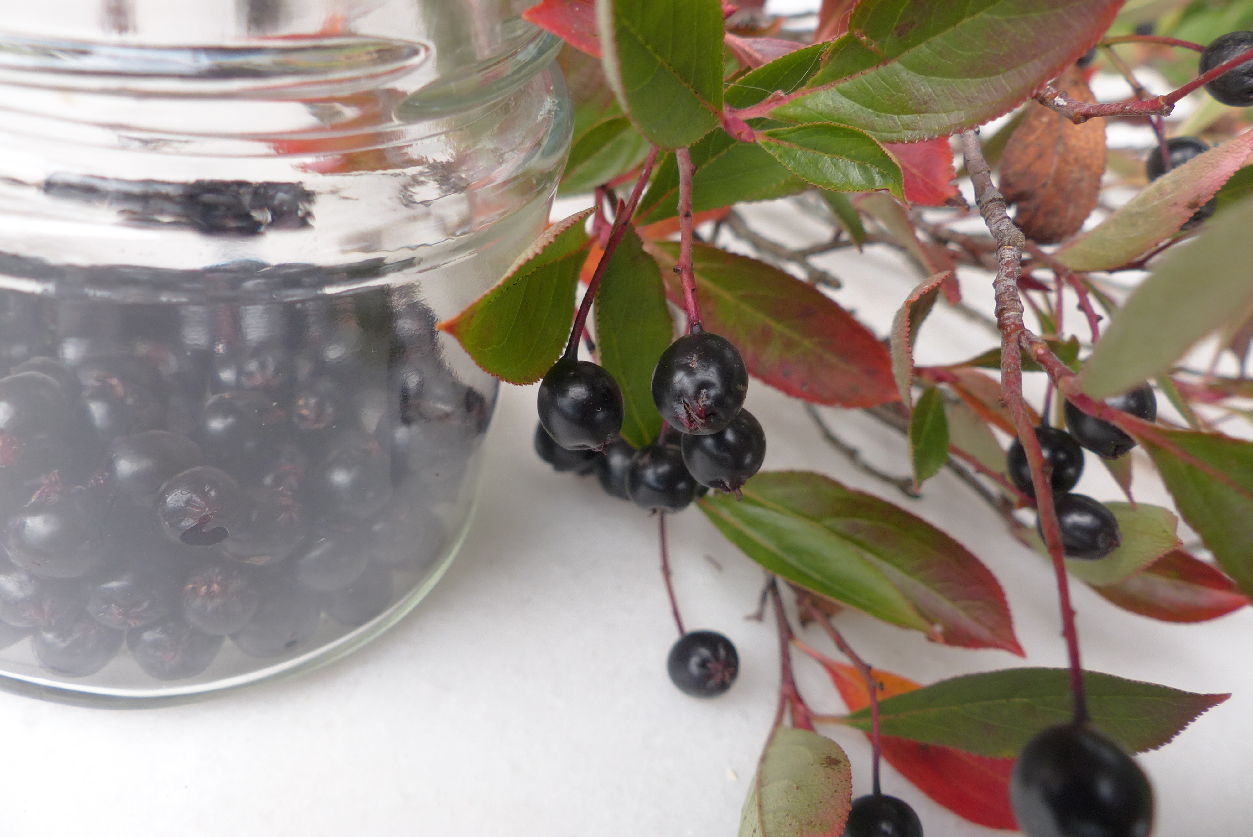 Aroniabeeren in Honig fermentiert