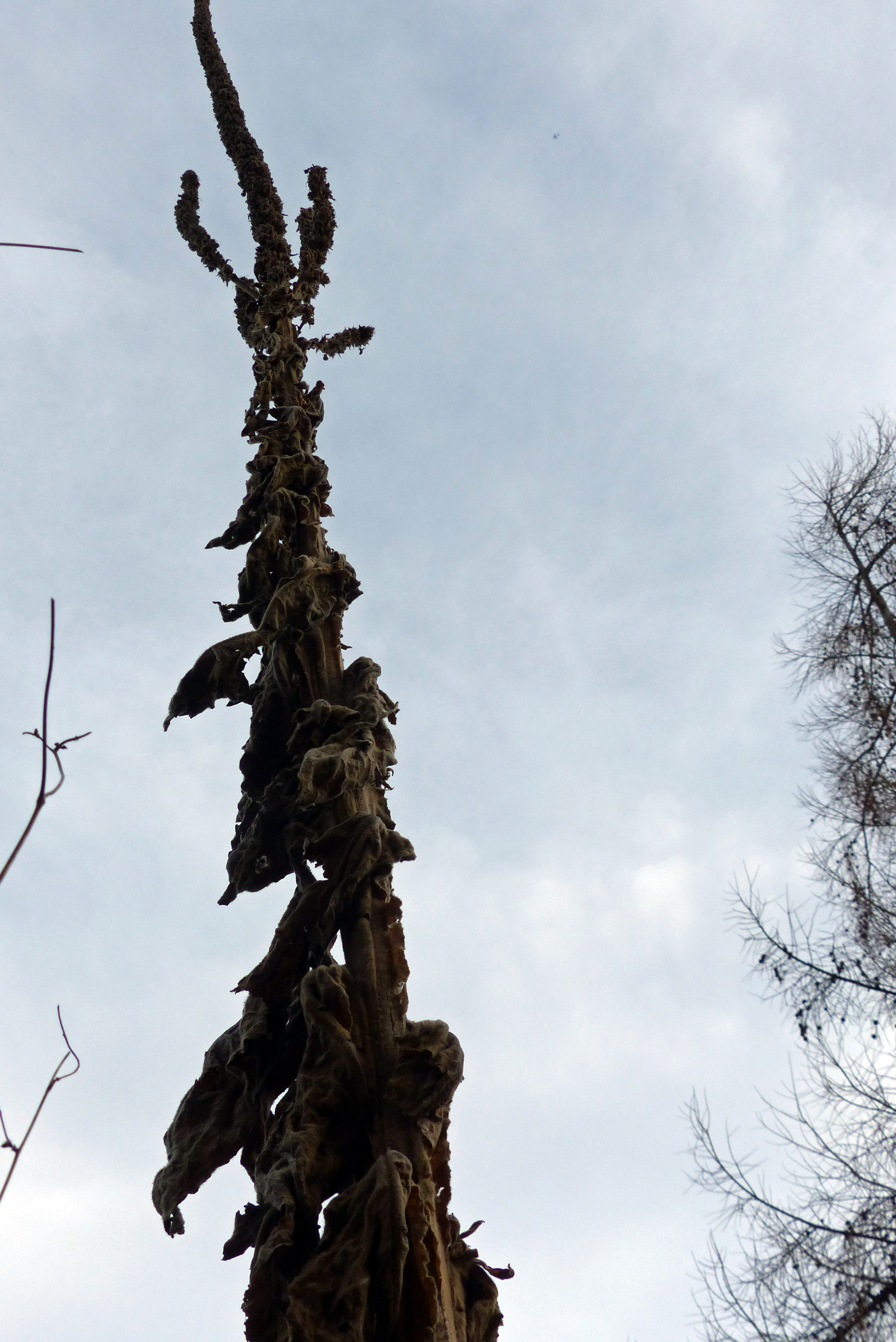 Kleinblütige Königskerze