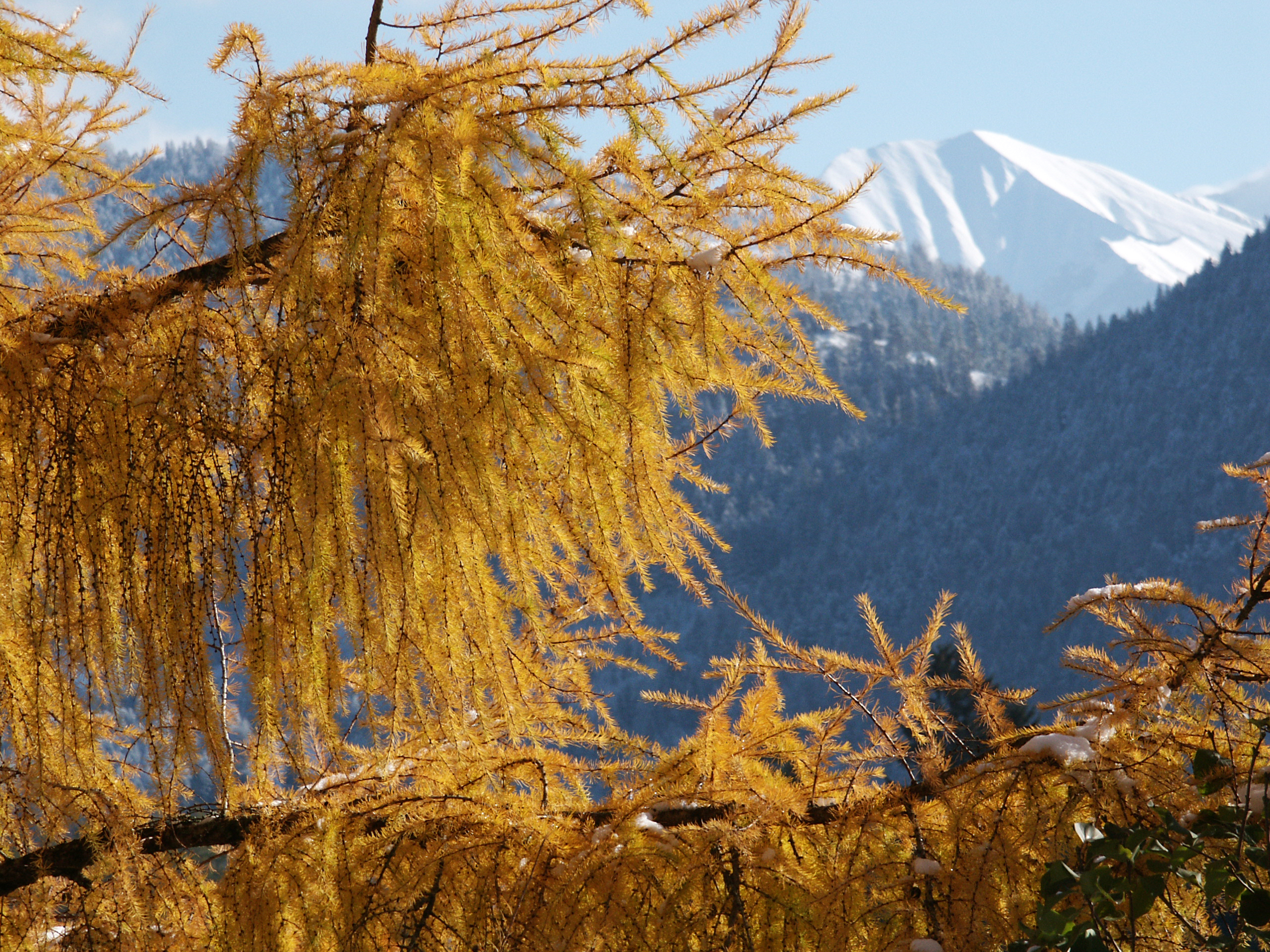 Europäische Lärche