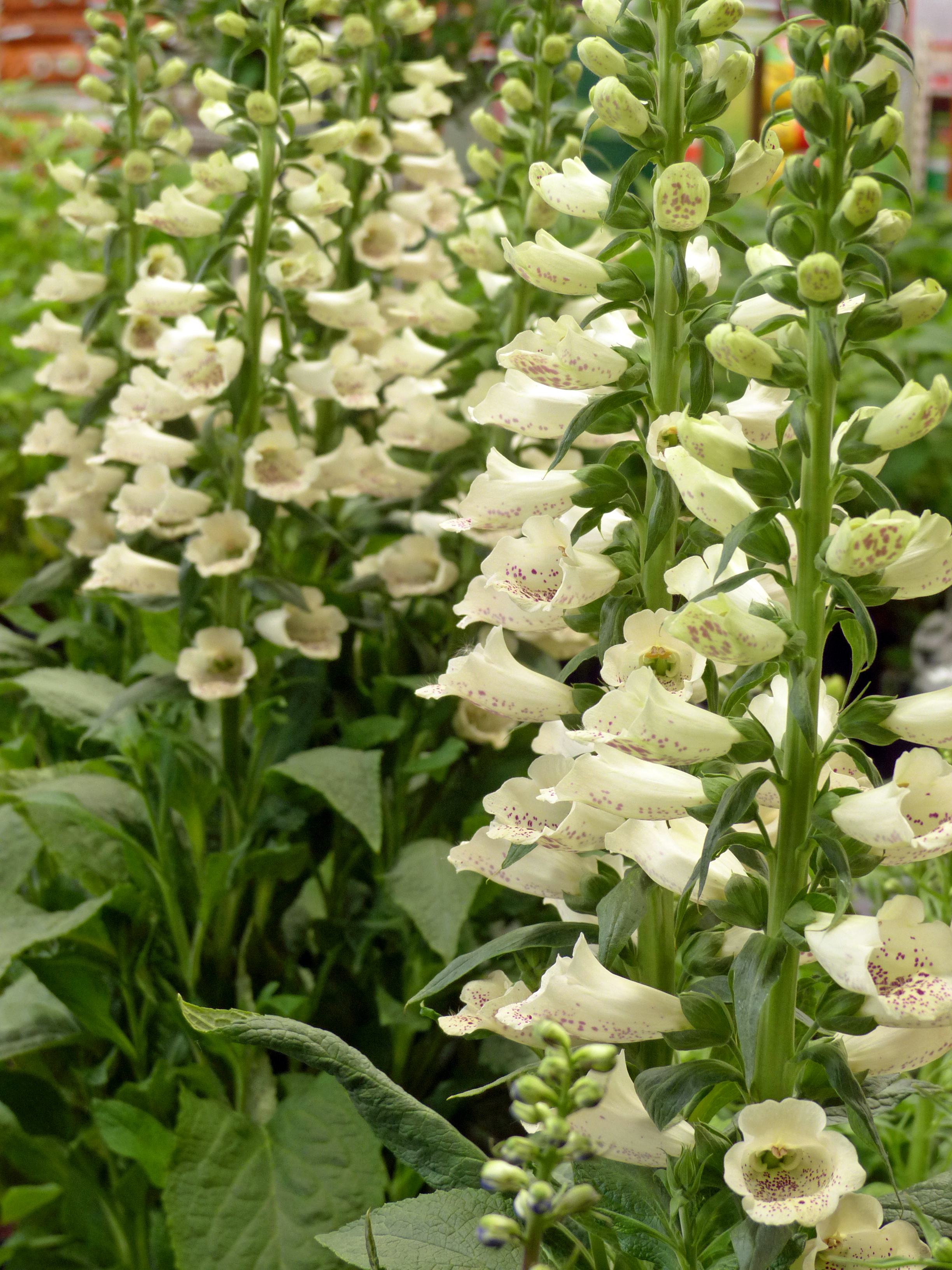 Großblütiger Fingerhut