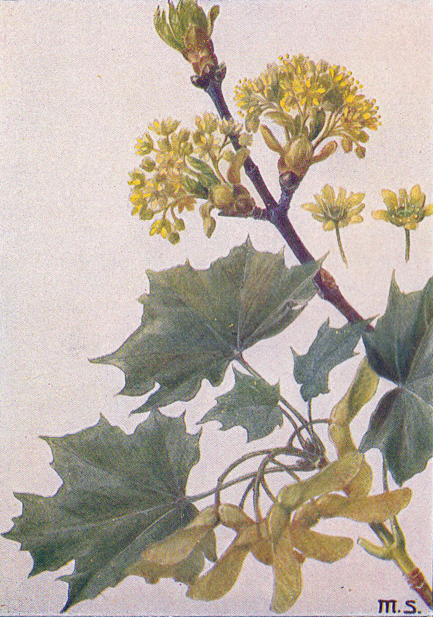 Spitzahorn