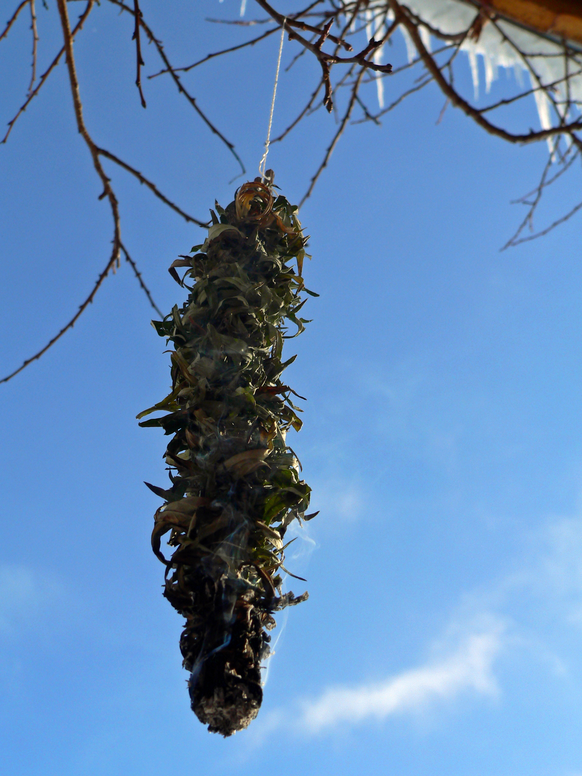 <p>hängendes Beifuß-Räucherbündel, unten angezündet</p>