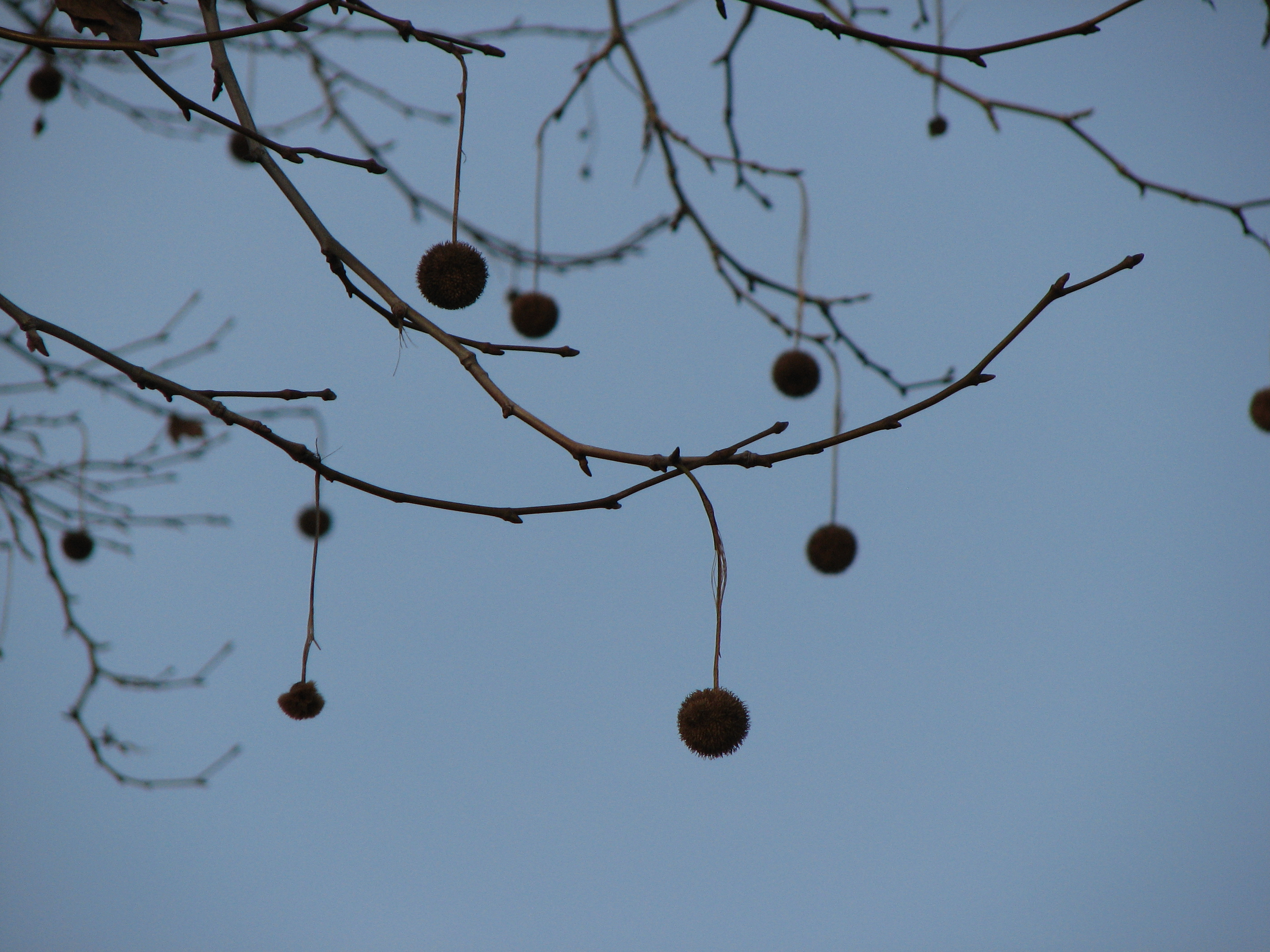Morgenländische Platane